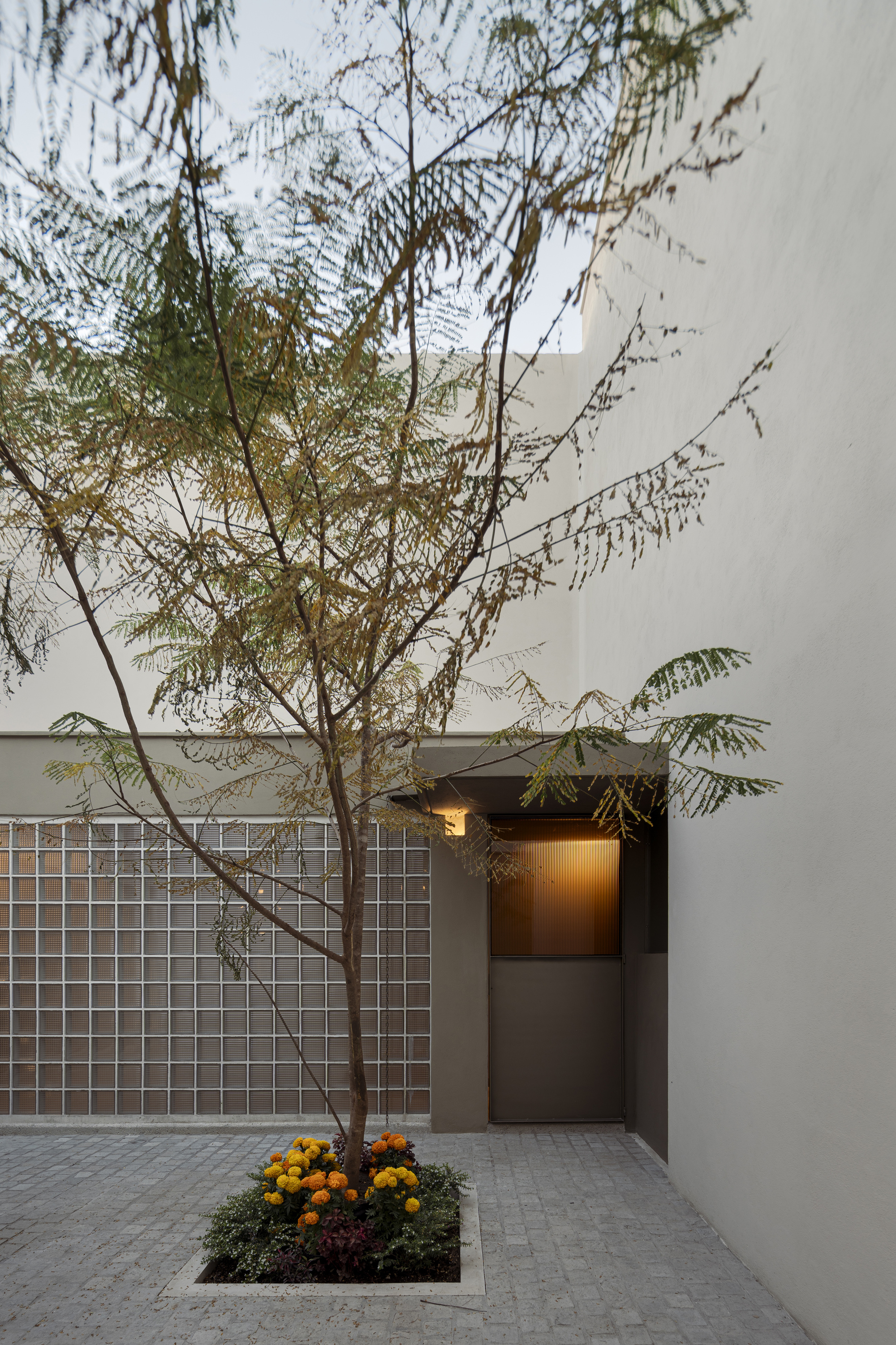 Glass block wall beside a recessed doorway with feathery tree branches overhead at dusk