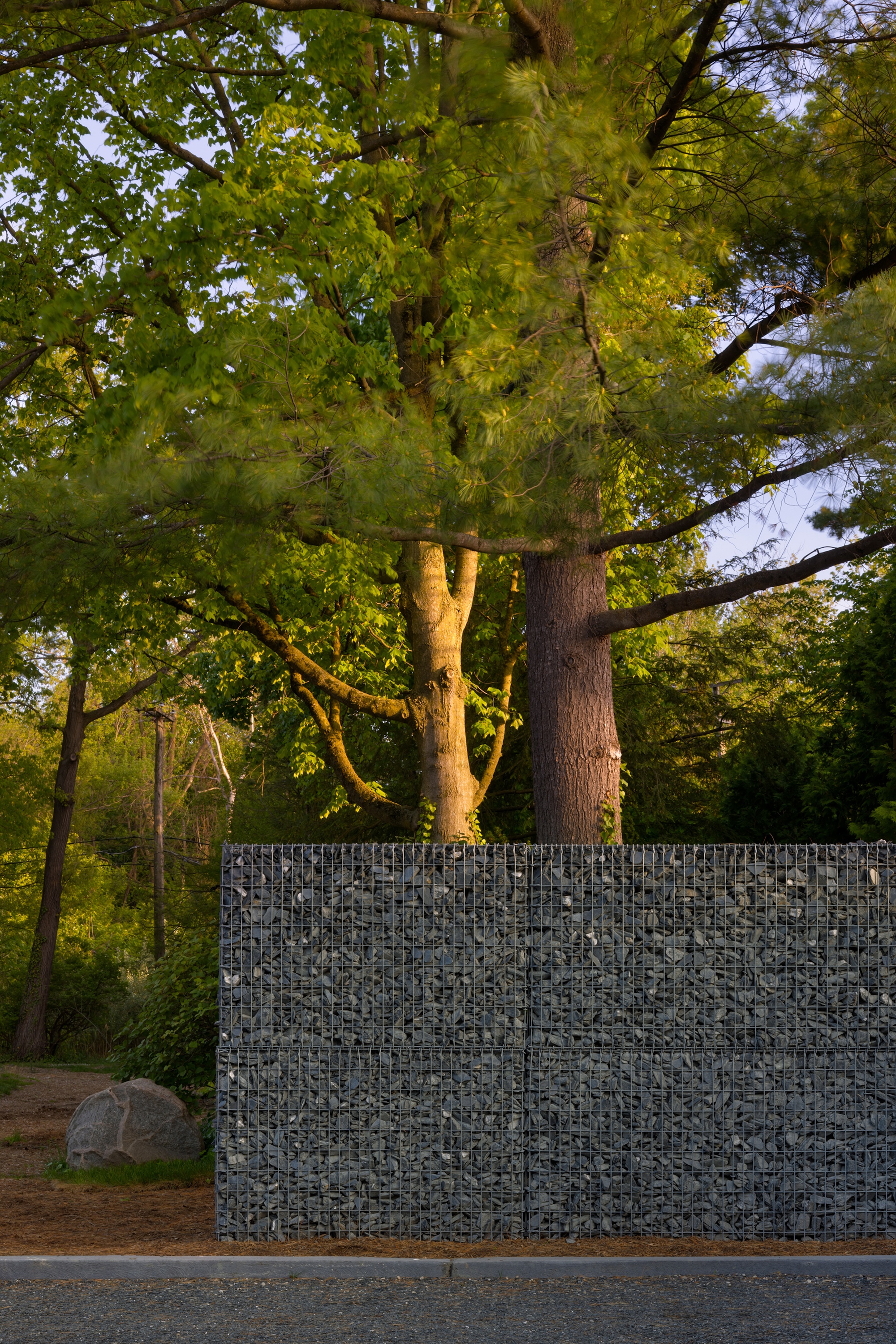 Gabion wall filled with grey stone beside mature trees illuminated by low evening sunlight