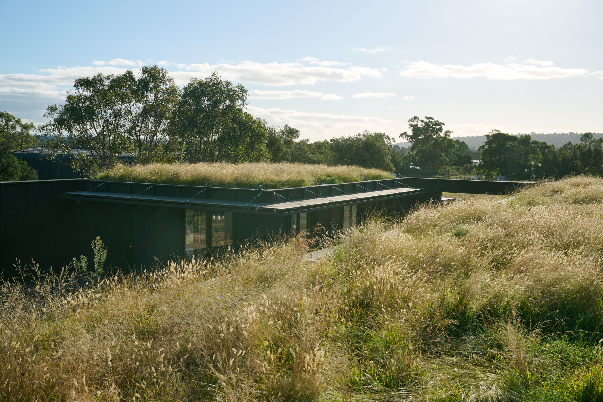 Long angled view across the green roof showing the native grass planting and the studio entry beyond