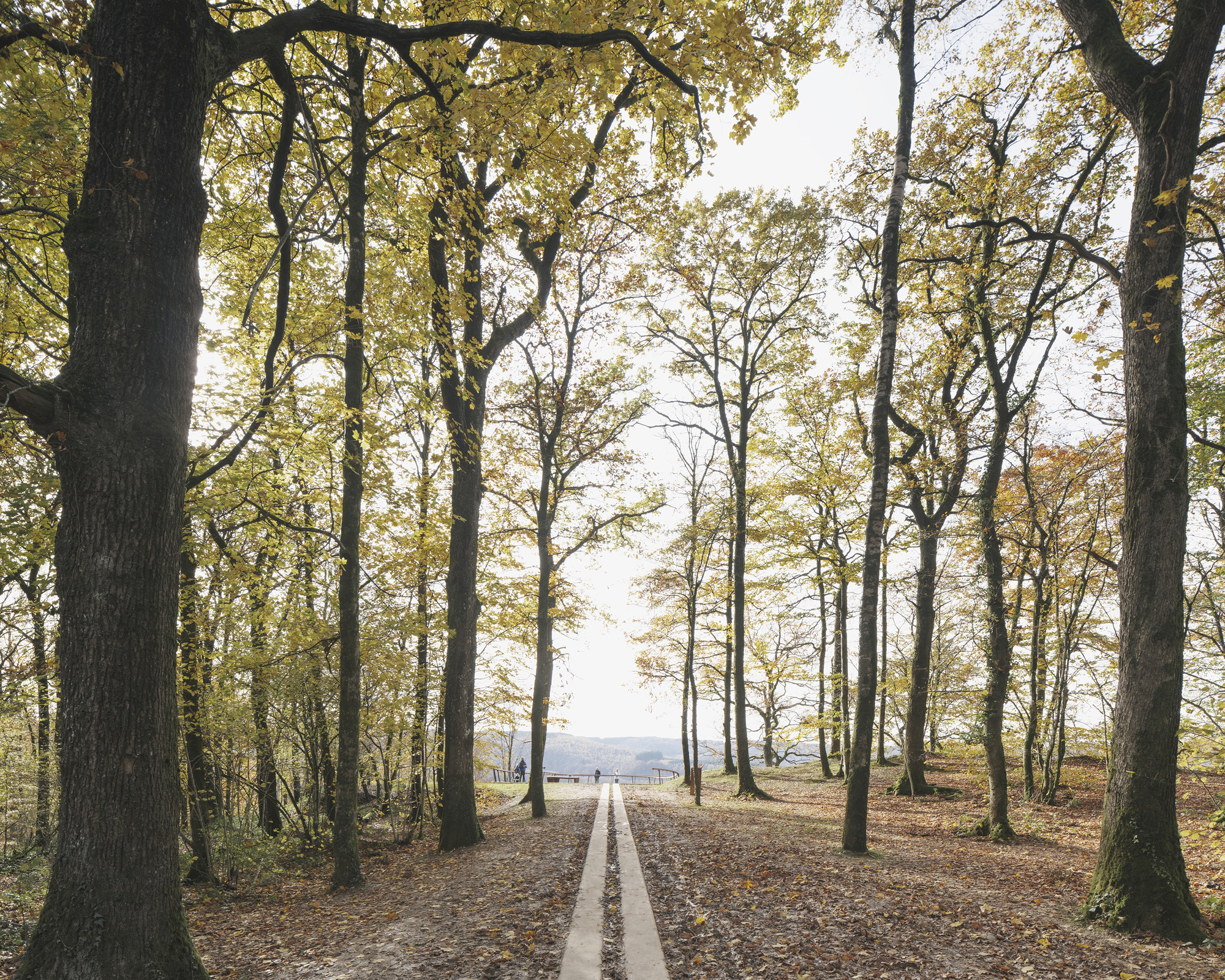 Tree-lined forest path leading toward the lookout point in autumn