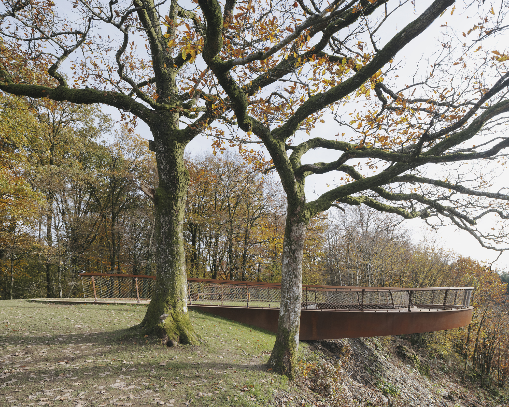 Side view of the looped walkway threading between two large oaks