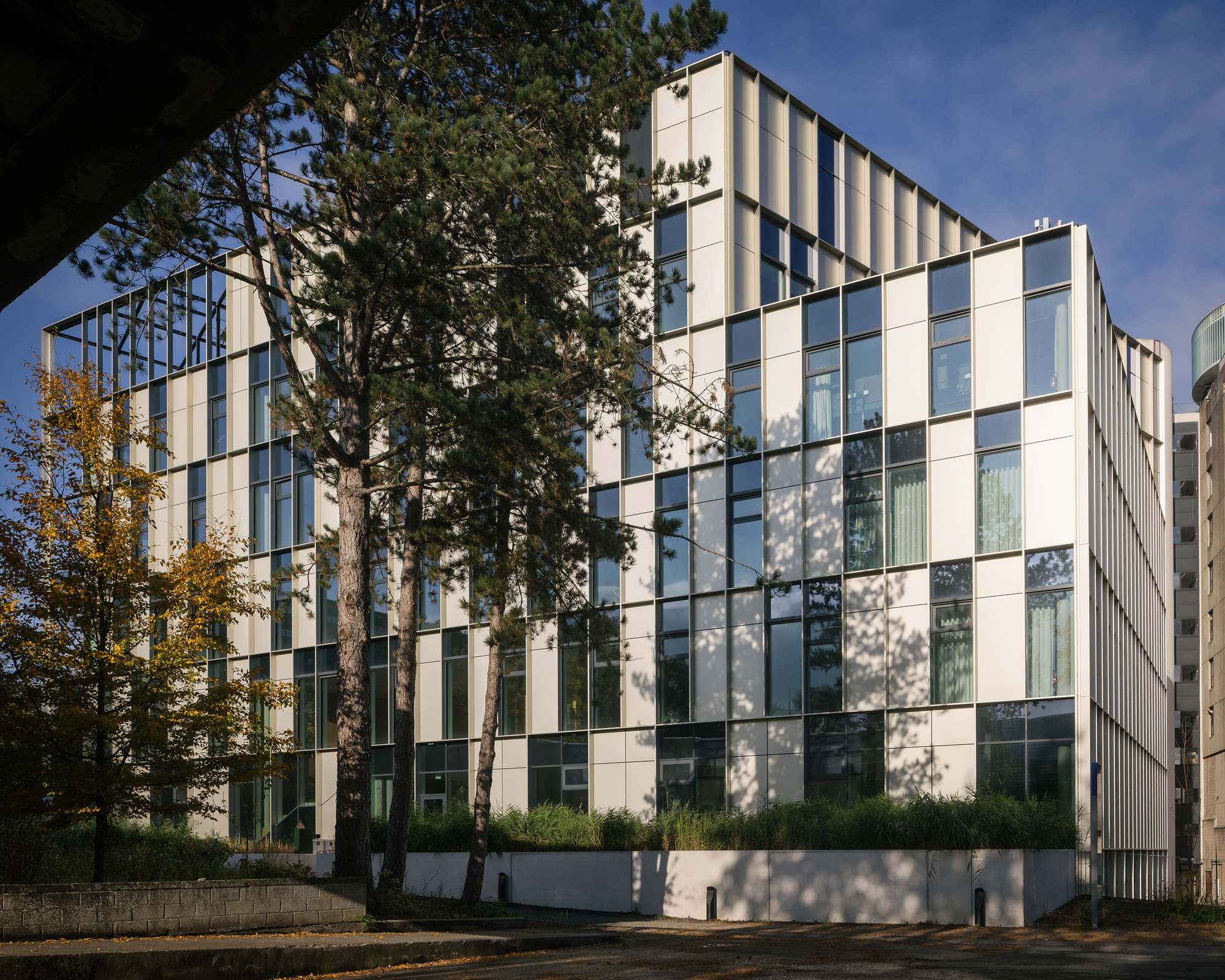 The new volume seen through campus pine trees on a sunny afternoon