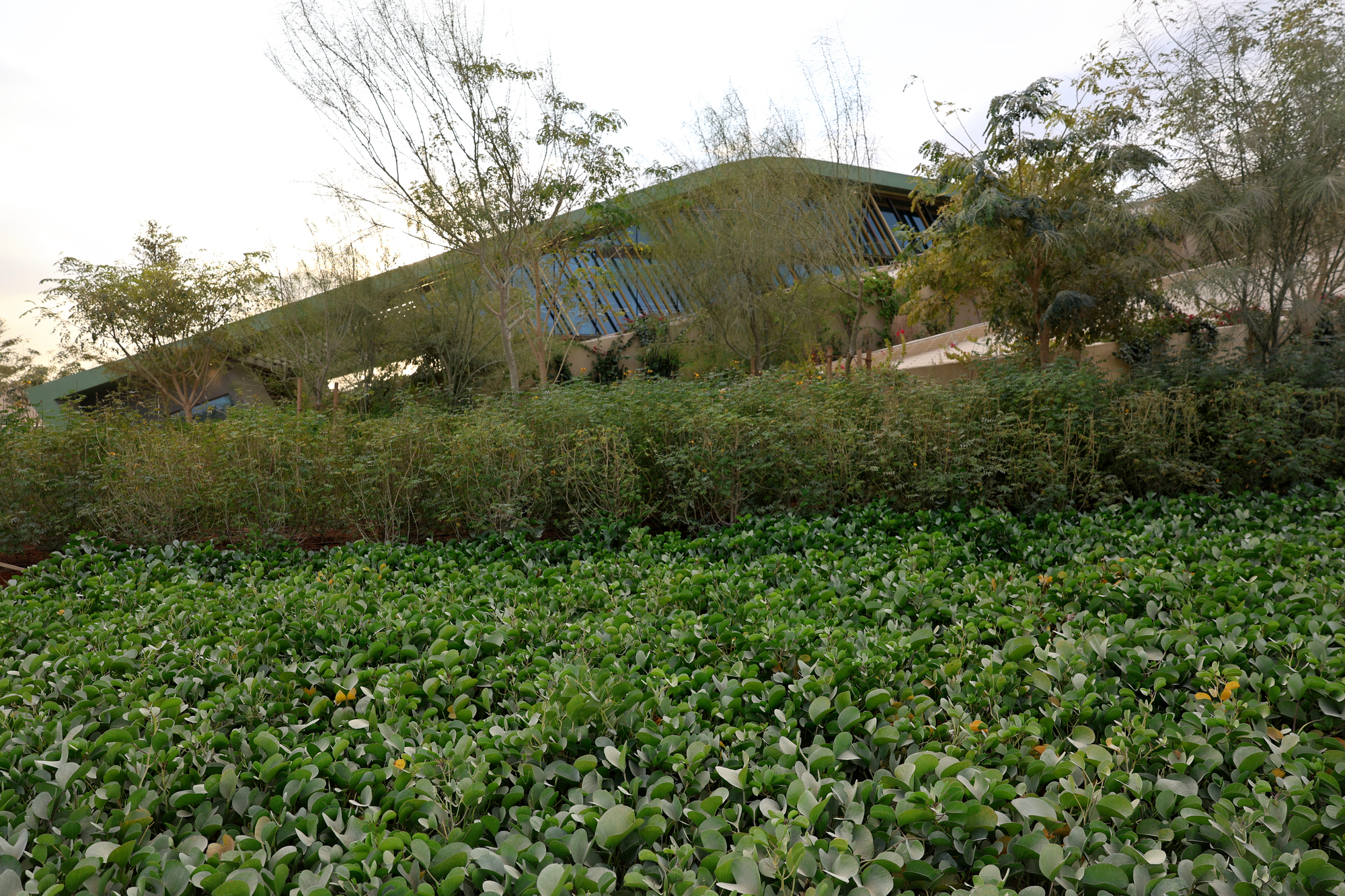 Curved planted roof emerging from dense groundcover vegetation in evening light