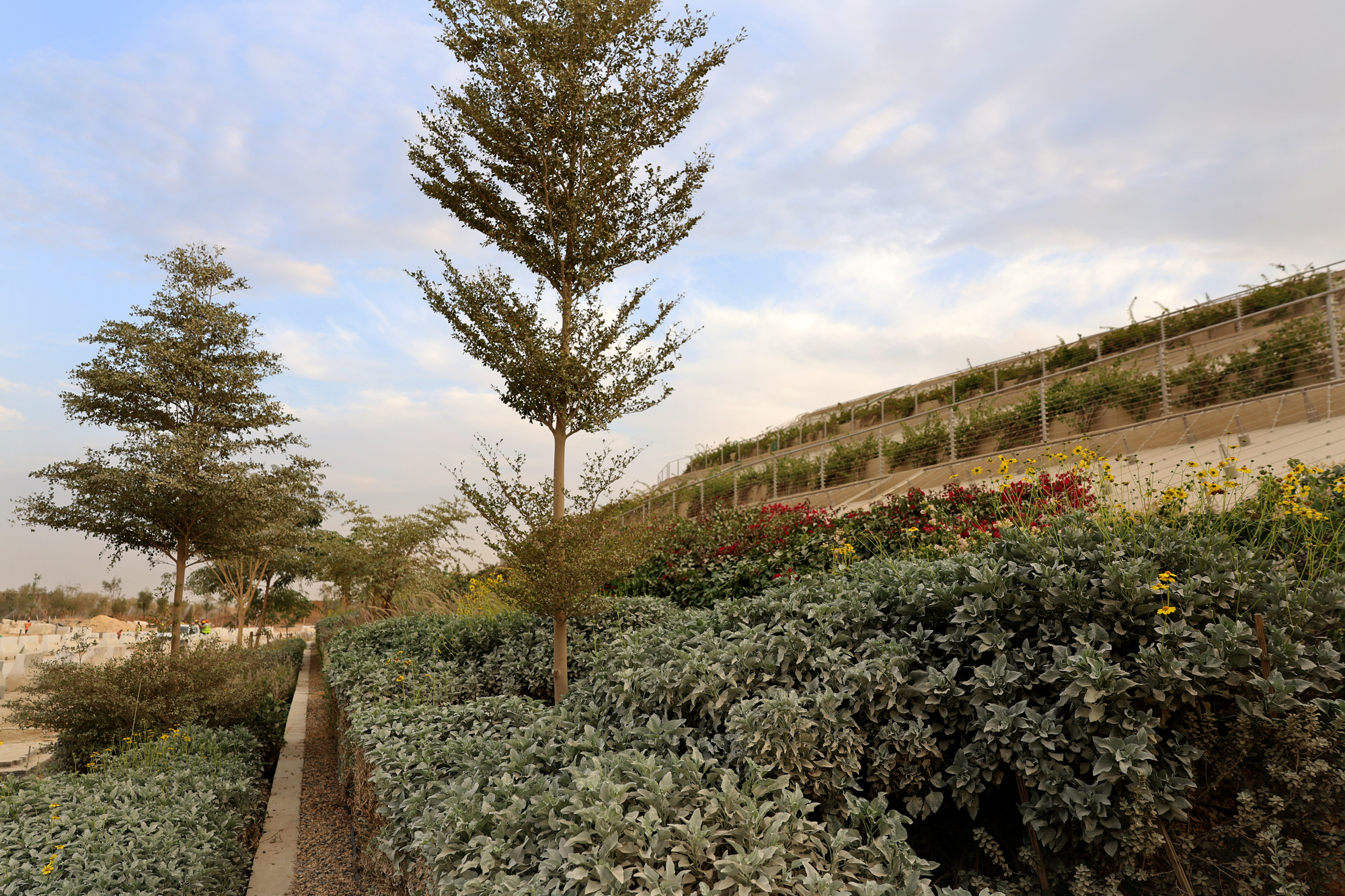 Tiered planted beds with low shrubs and wildflowers ascending beside a gravel path under afternoon light