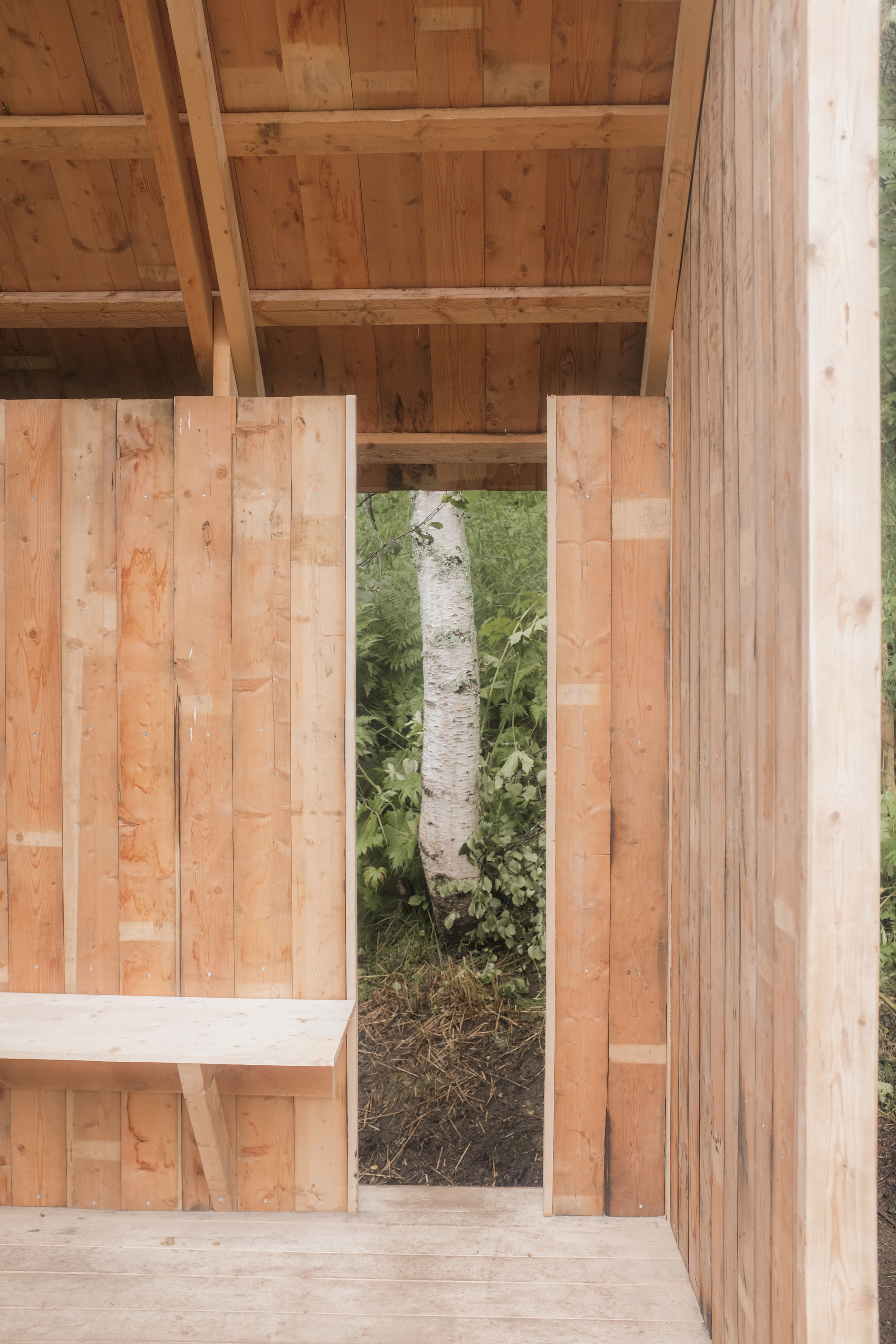 Detail of timber ceiling and wall panels with a narrow vertical opening framing a birch trunk