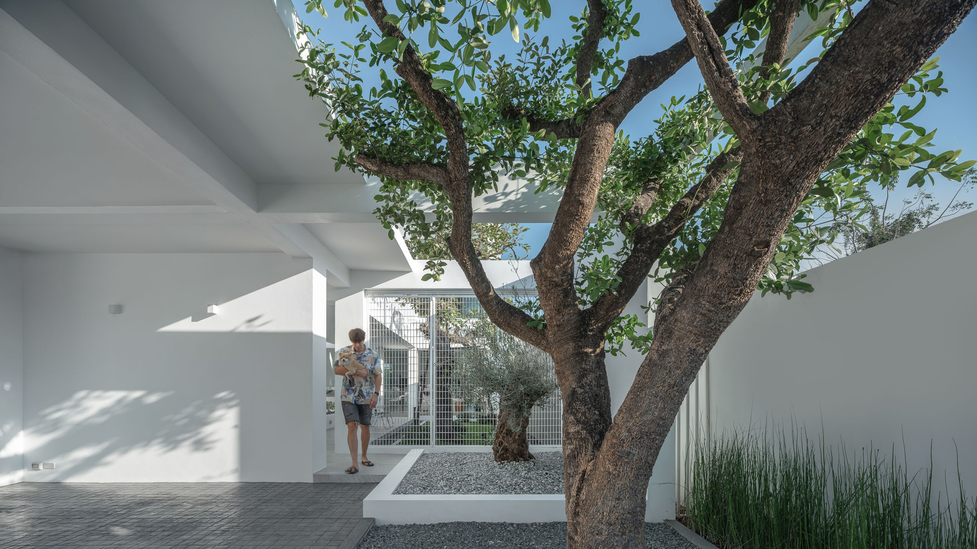Interior courtyard framing mature tree in gravel bed with person standing under white canopy