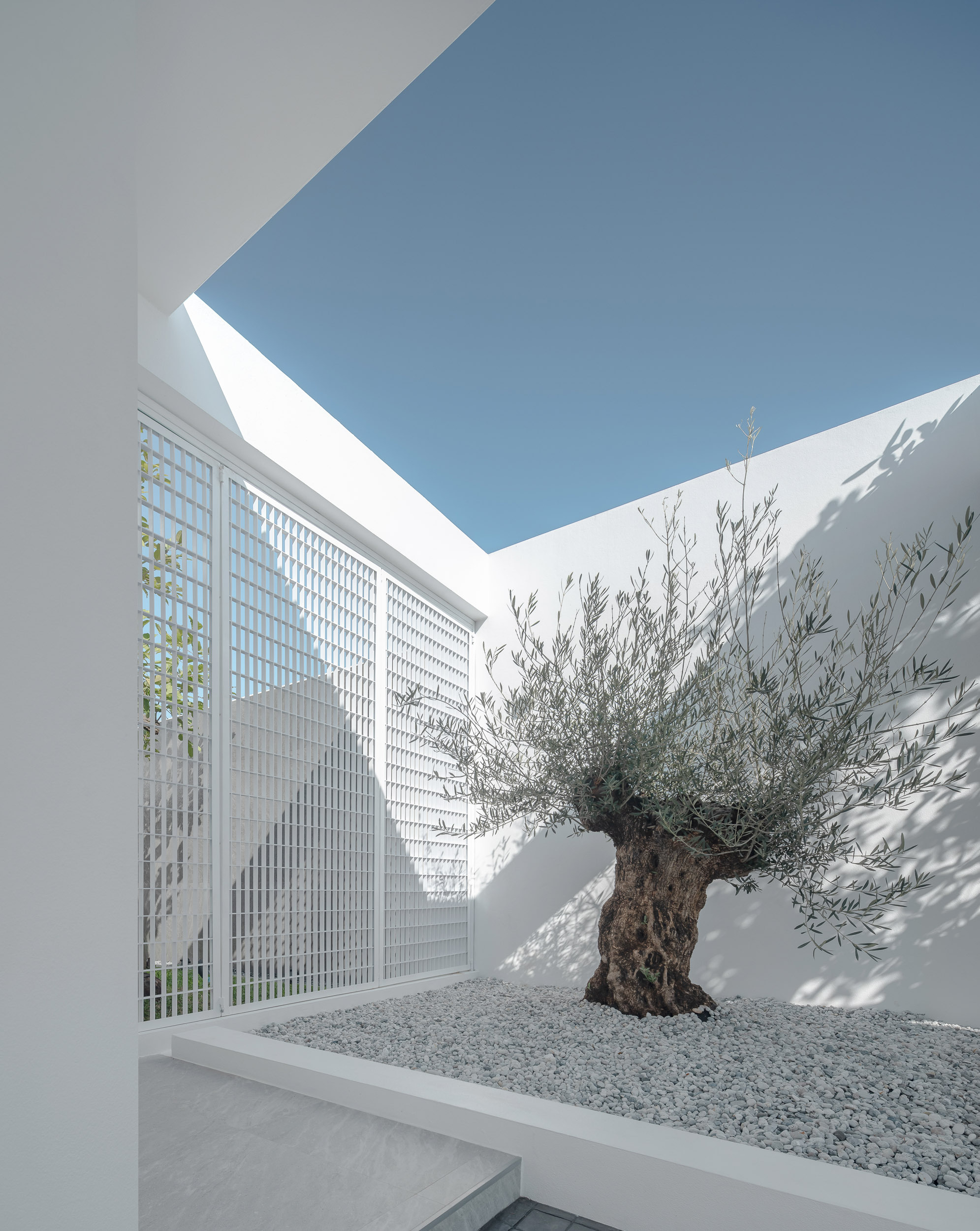 Courtyard corner with perforated white screen wall and gnarled olive tree in gravel bed