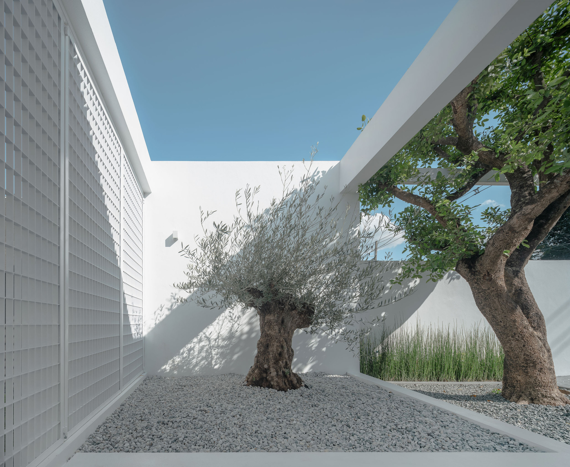 White courtyard with tiled perimeter walls, mature olive trees, and gravel planting beds under blue sky