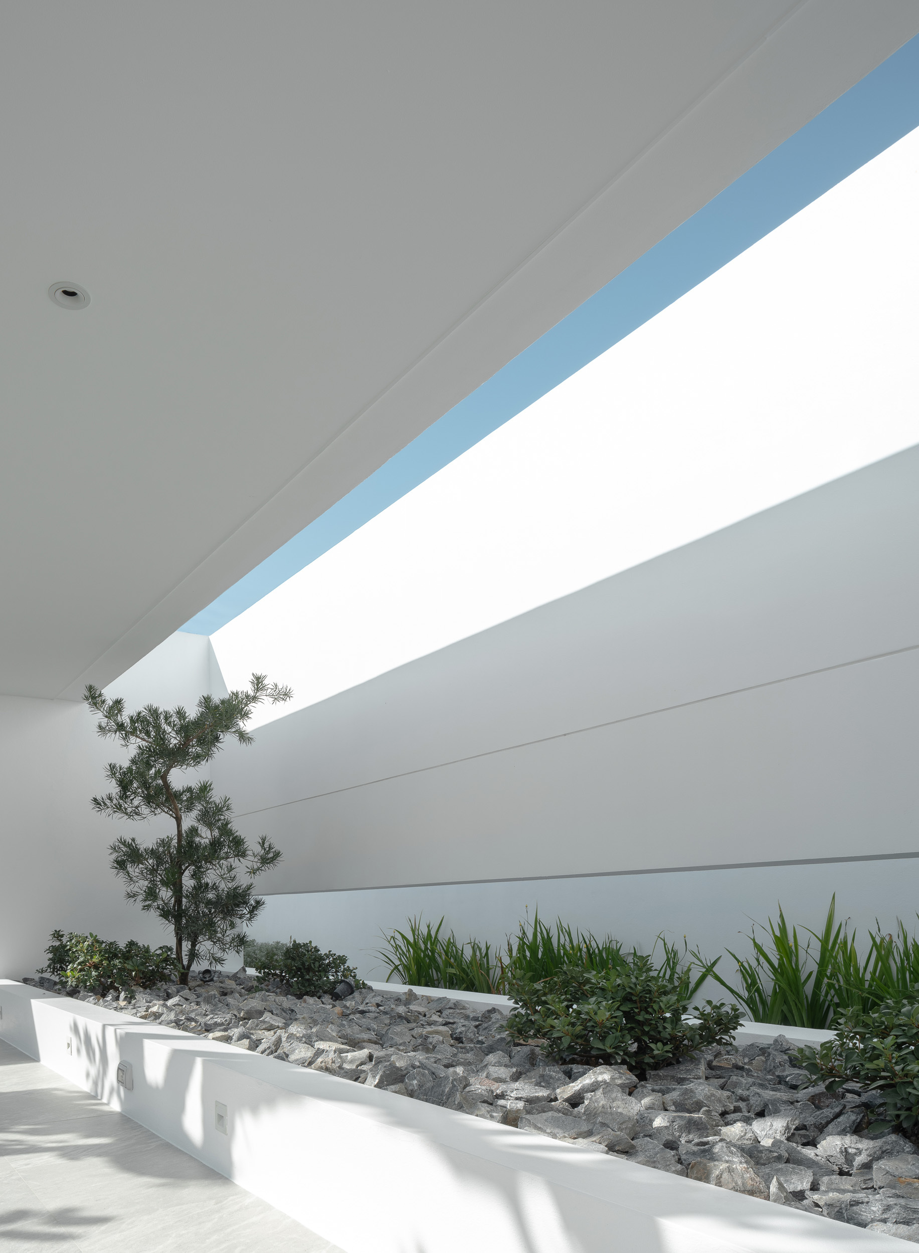 Interior courtyard with linear skylight above planted bed containing pine and gravel mulch
