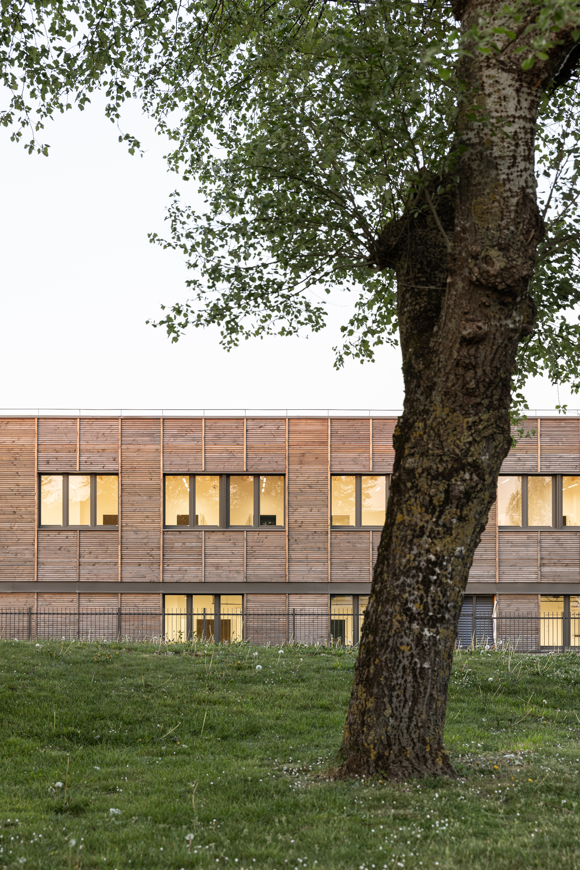 Horizontal timber facade with illuminated windows at dusk viewed past a mature tree trunk in the foreground
