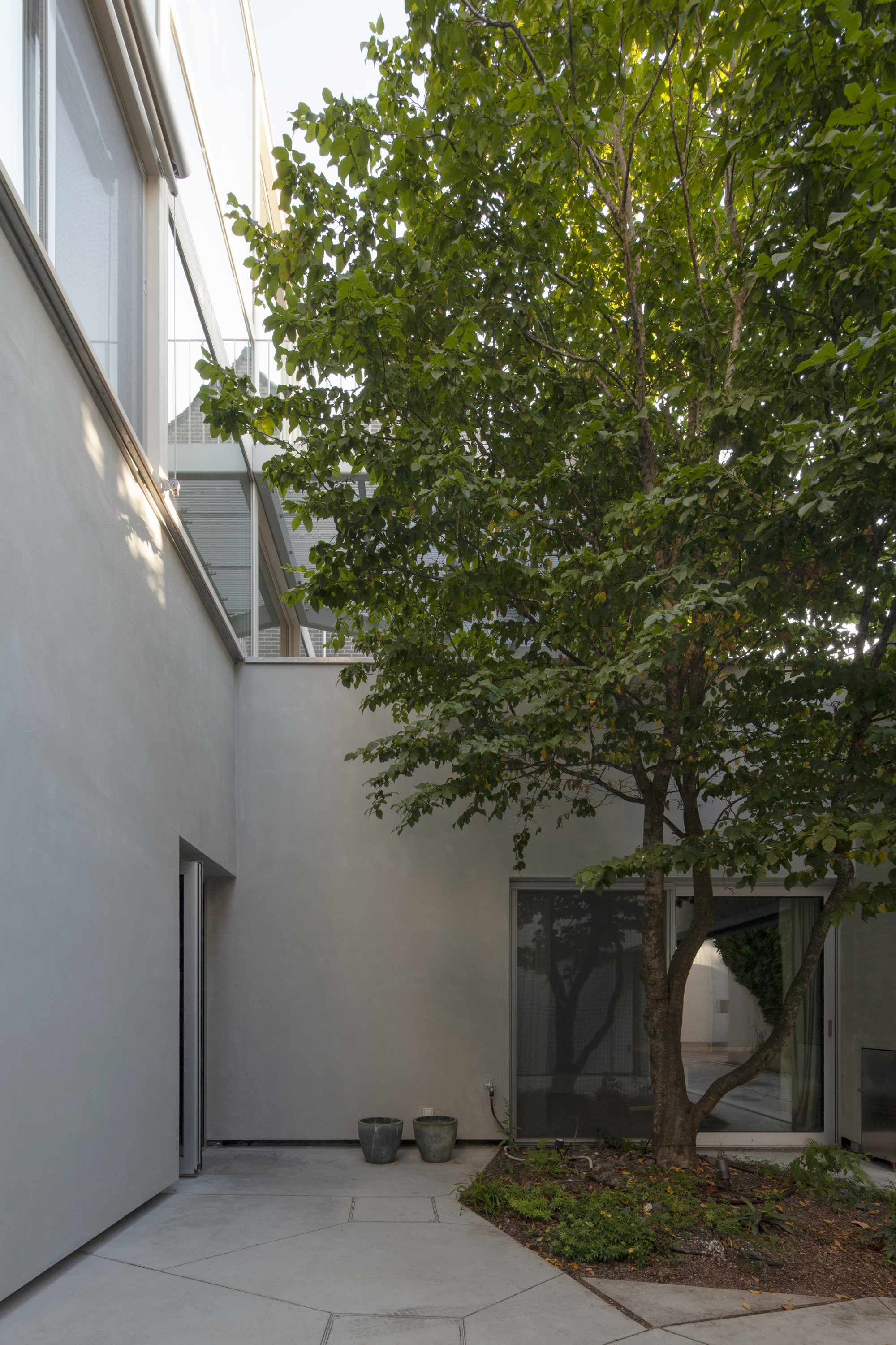 Courtyard with mature tree centered between rendered walls and large glazed openings