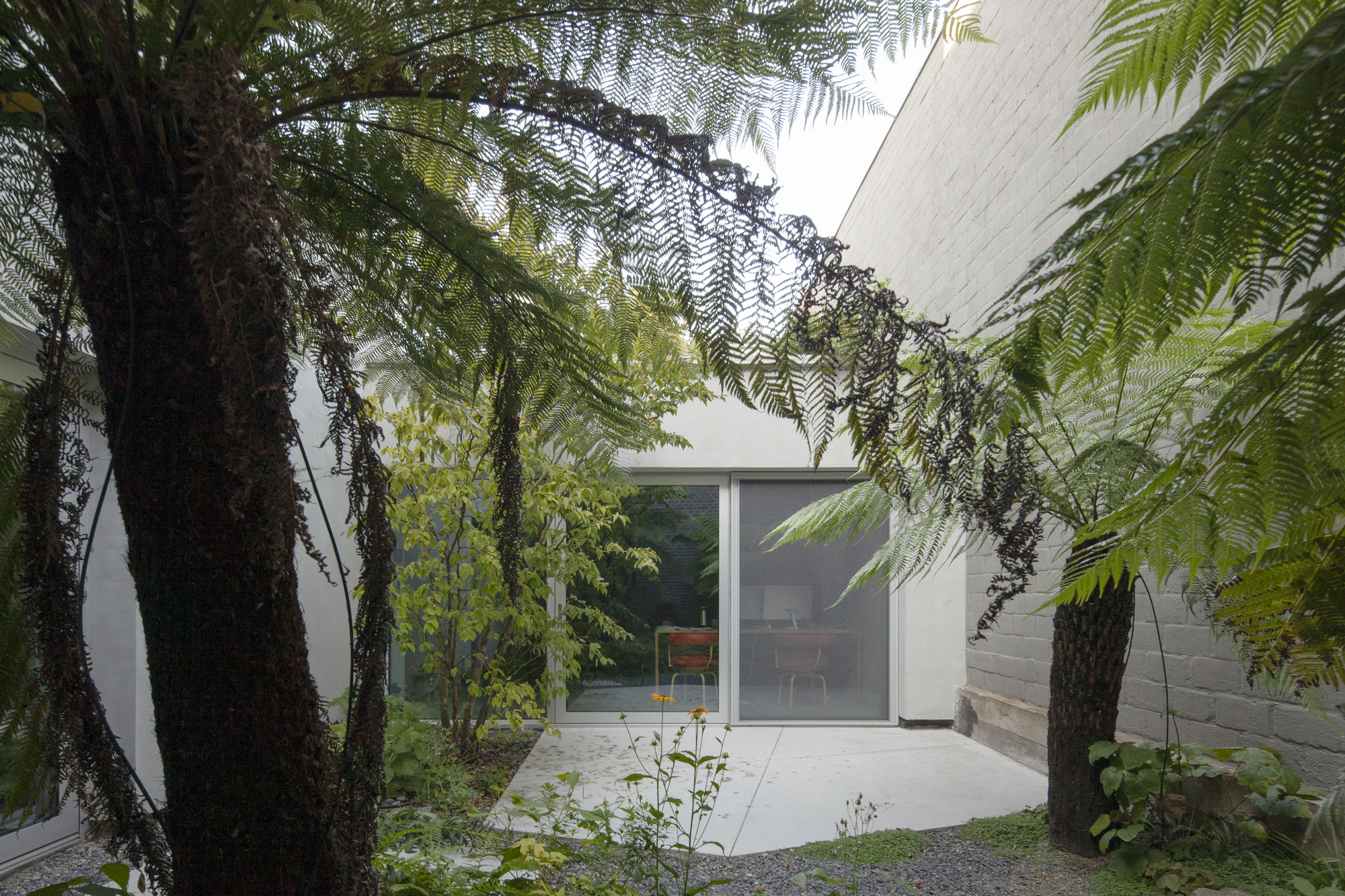 Interior courtyard with tree ferns and suspended vine beneath timber soffit and glass walls