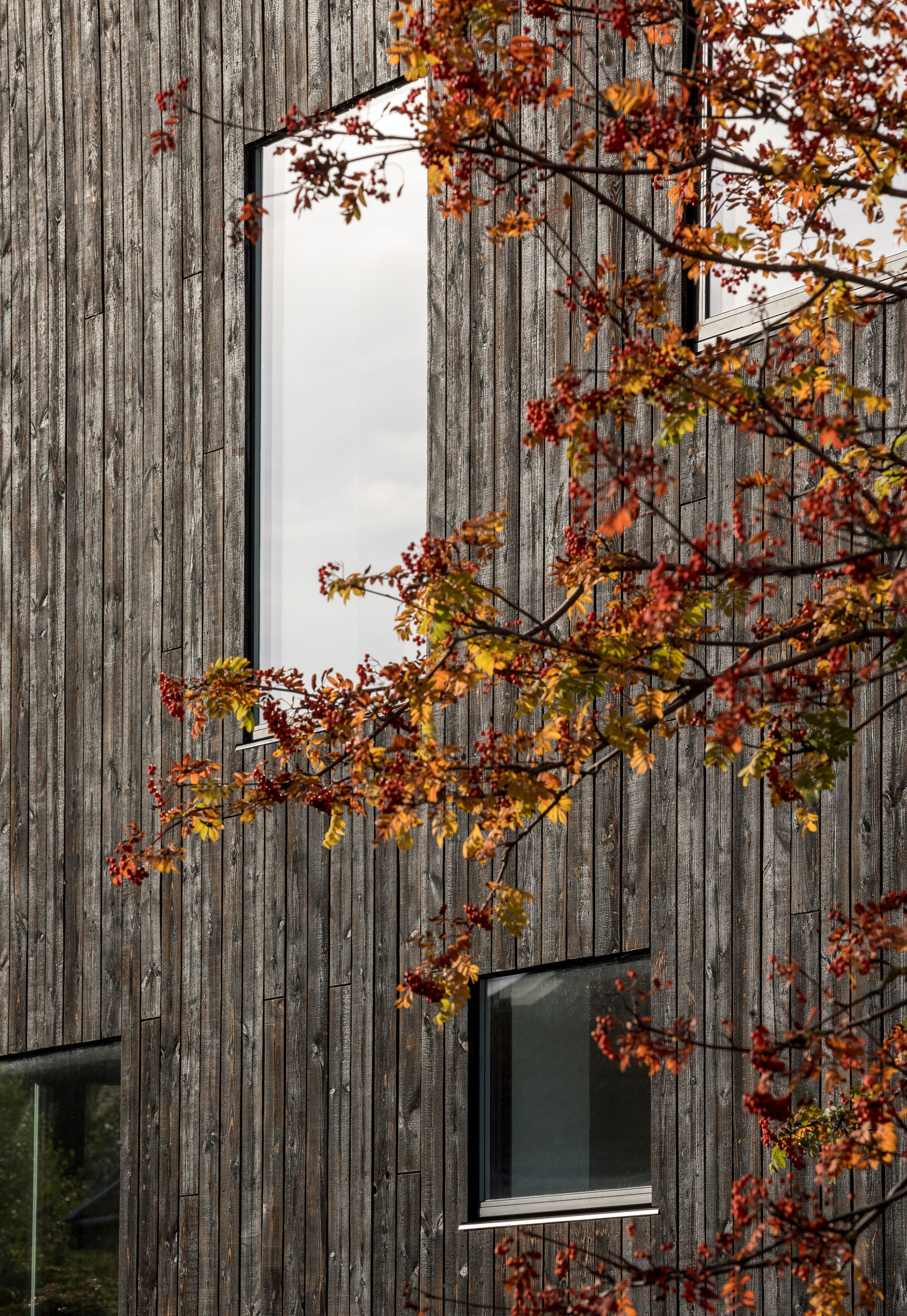 Charred vertical timber cladding with tall narrow window opening behind autumn tree branches