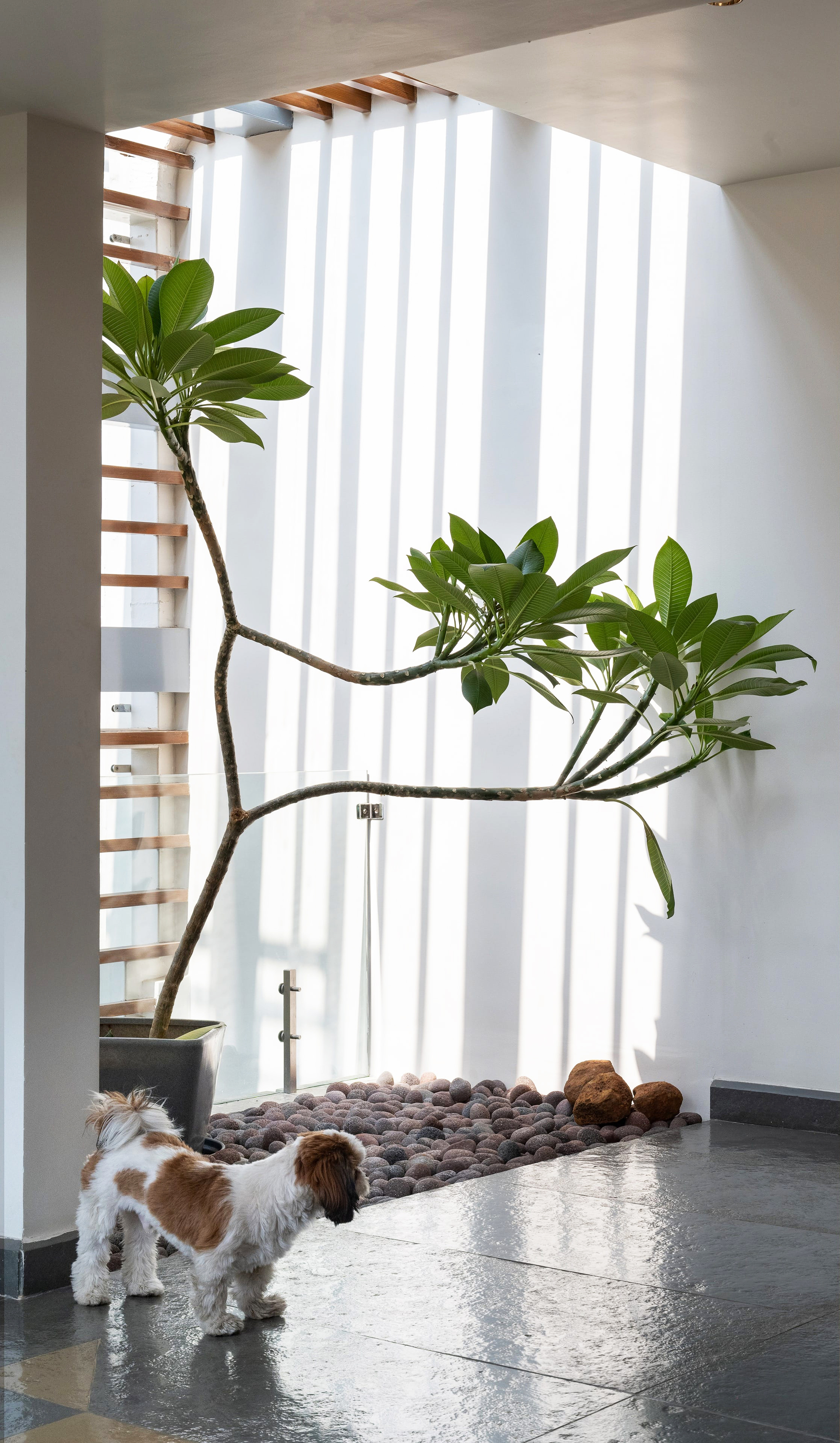 Interior courtyard with vertical louvered screen, a curved tree, river stones and a dog on polished floor