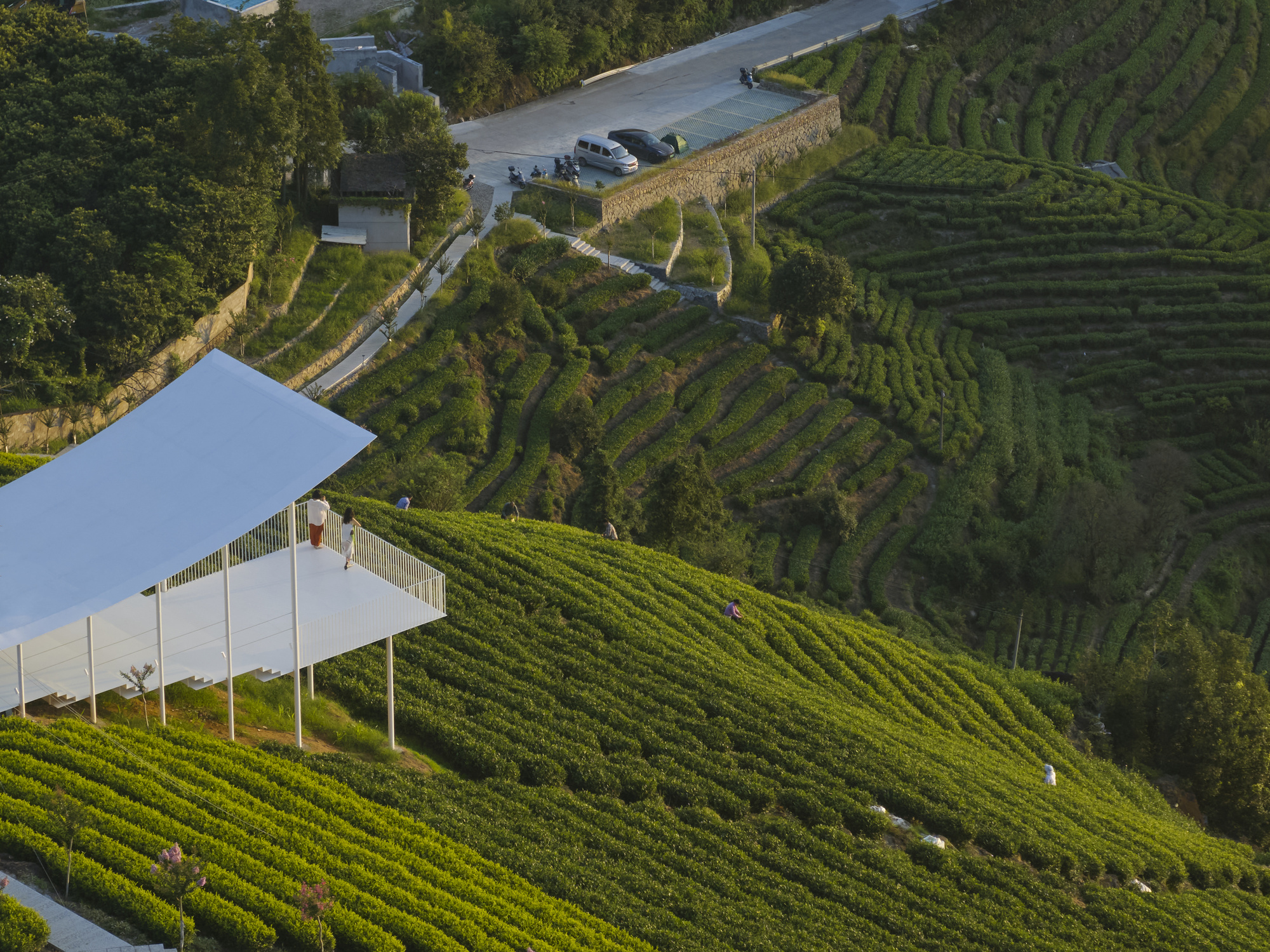 Elevated view of the sloped white canopy above terraced tea rows and winding access road