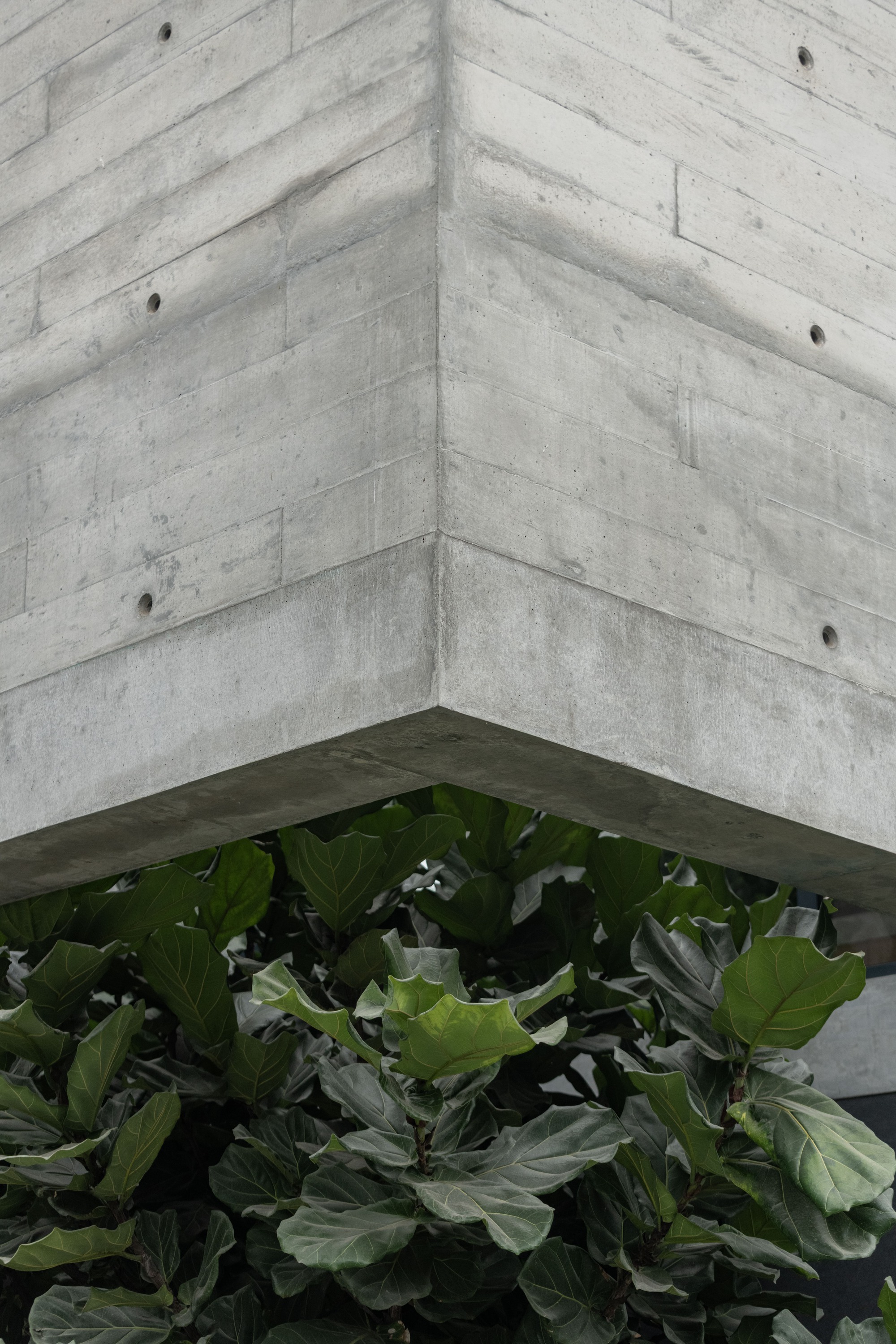 Corner detail of board-formed concrete walls meeting above a planted bed of fiddle-leaf fig