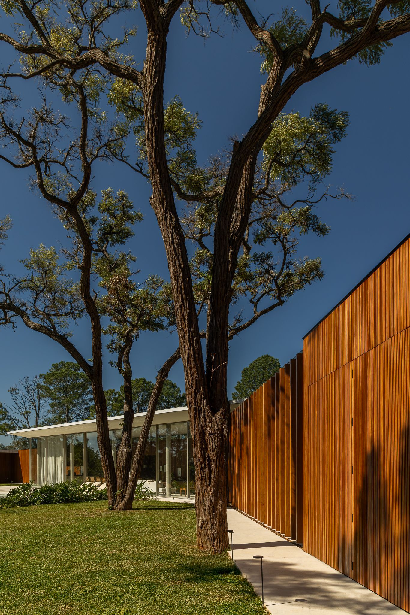 Vertical timber slat facade alongside existing mature tree trunk against clear blue sky