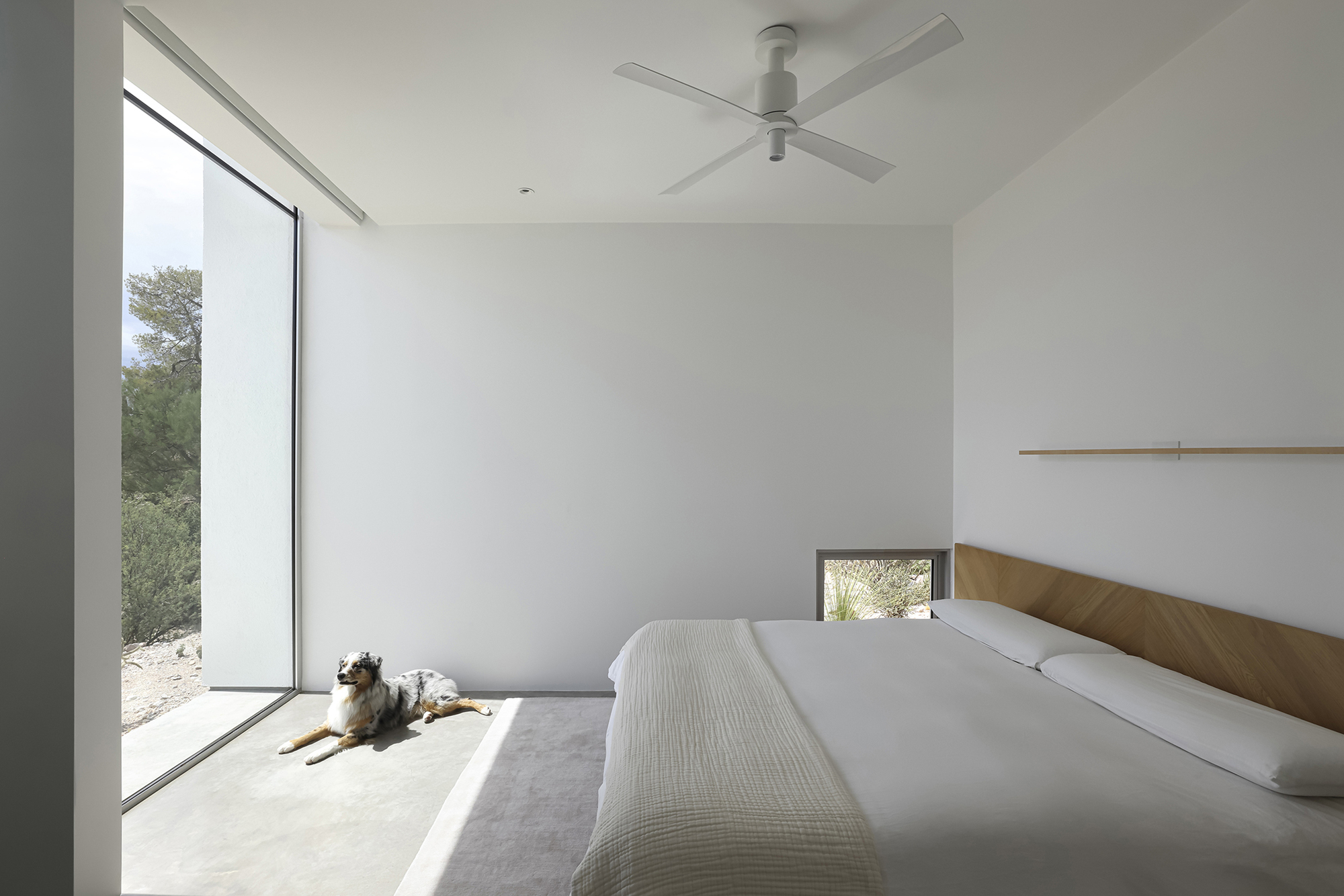 Bedroom with floor-to-ceiling glazing and a dog resting on the polished concrete floor