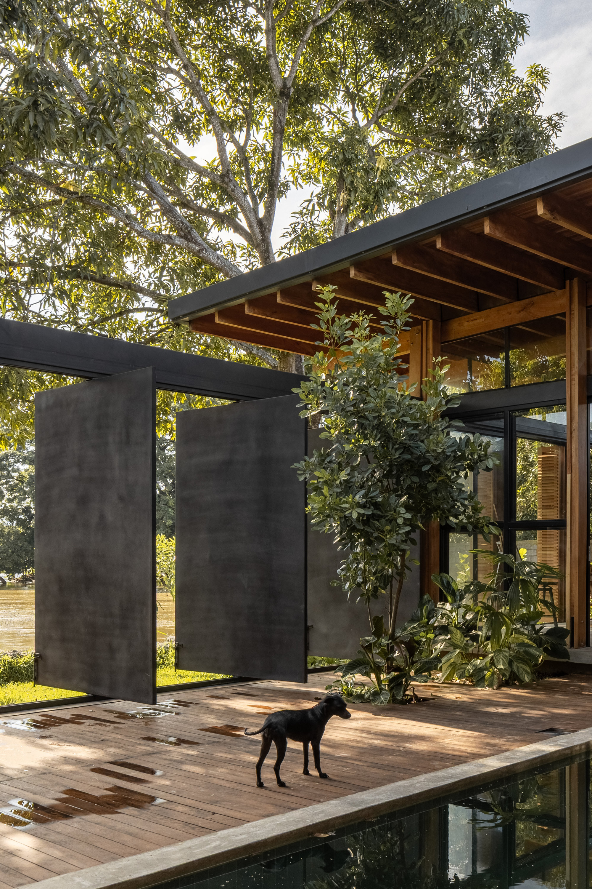 Timber deck terrace with steel-framed screen walls and planted beds with dog standing in late afternoon light