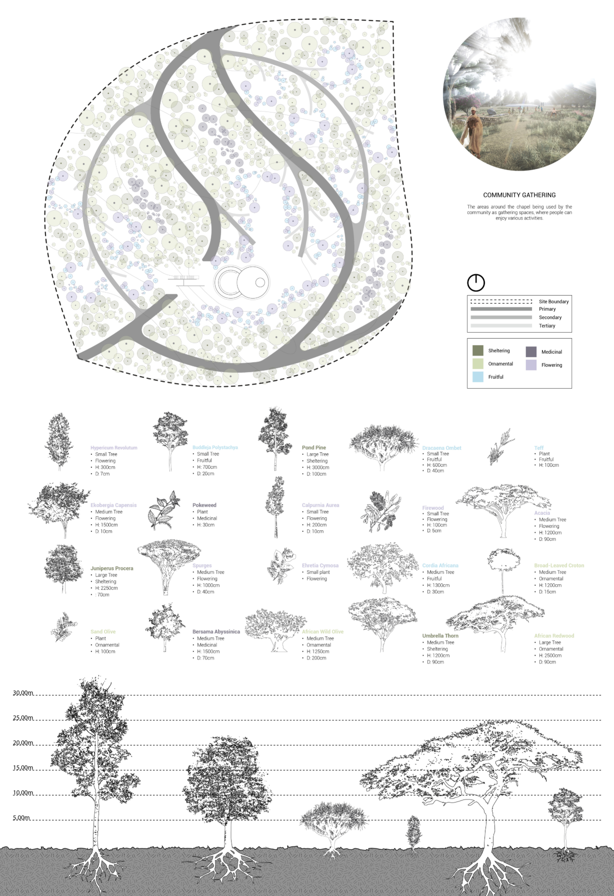 A layered composition of indigenous Ethiopian species restores biodiversity while shaping spatial experience.