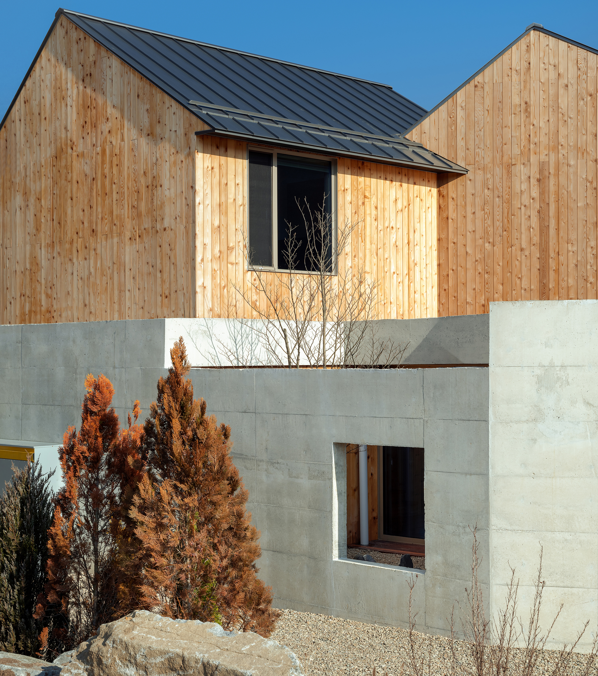 Close-up of vertical timber cladding and concrete base with evergreen shrubs and young deciduous tree in foreground