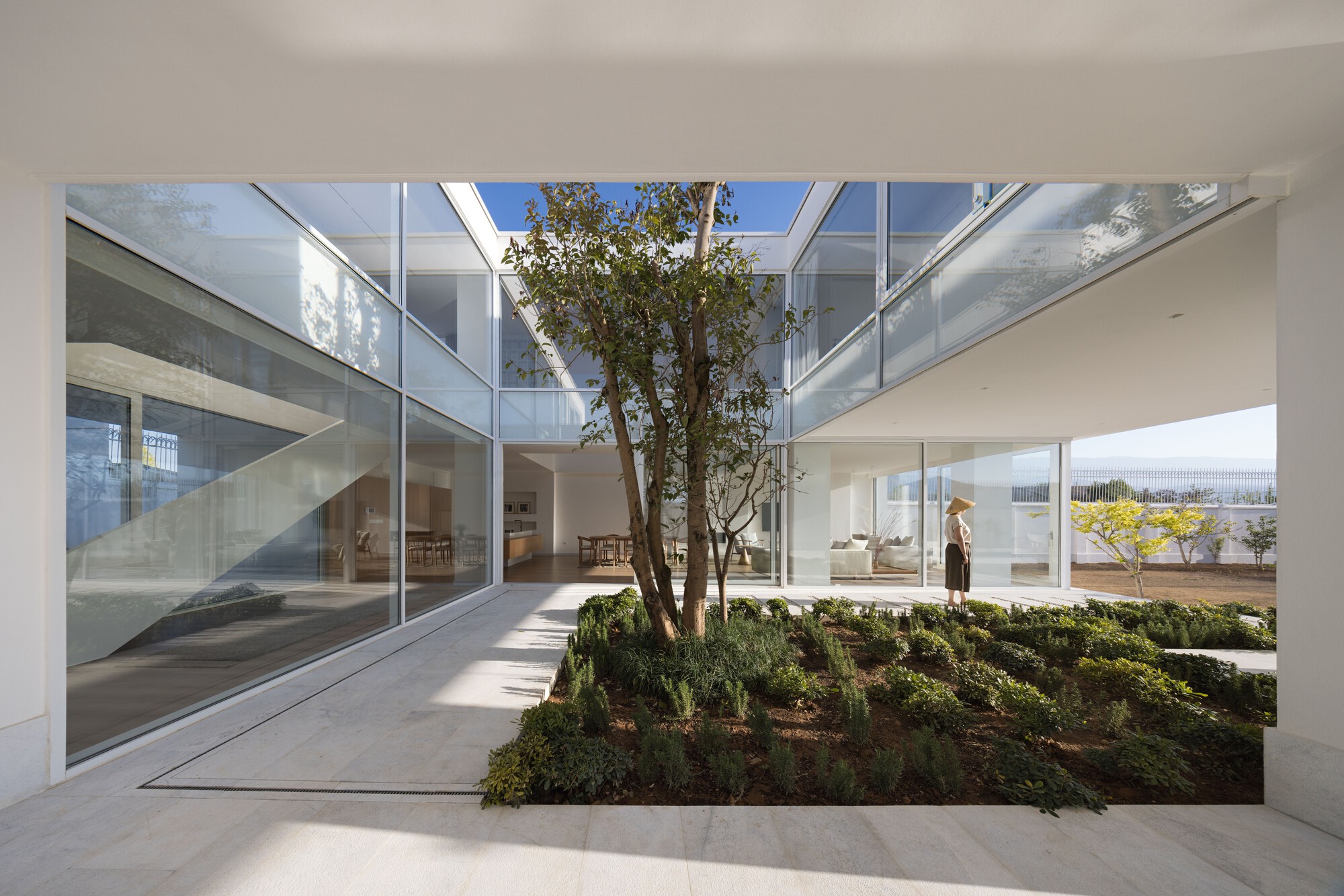 Glass-enclosed courtyard with multi-stem tree rising through white walls in bright sunlight