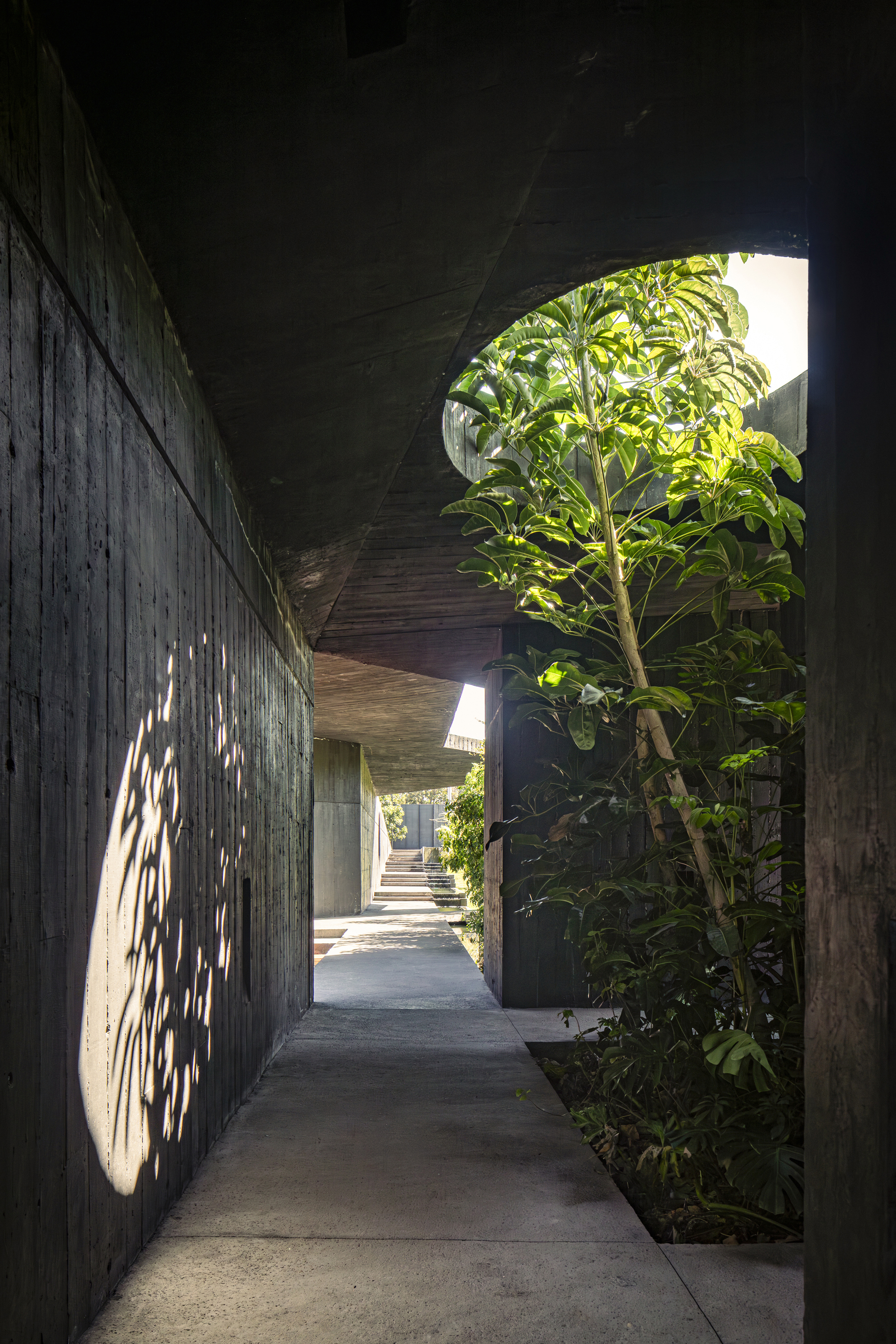 Board-formed concrete corridor with overhead openings allowing dappled light and planted alcoves