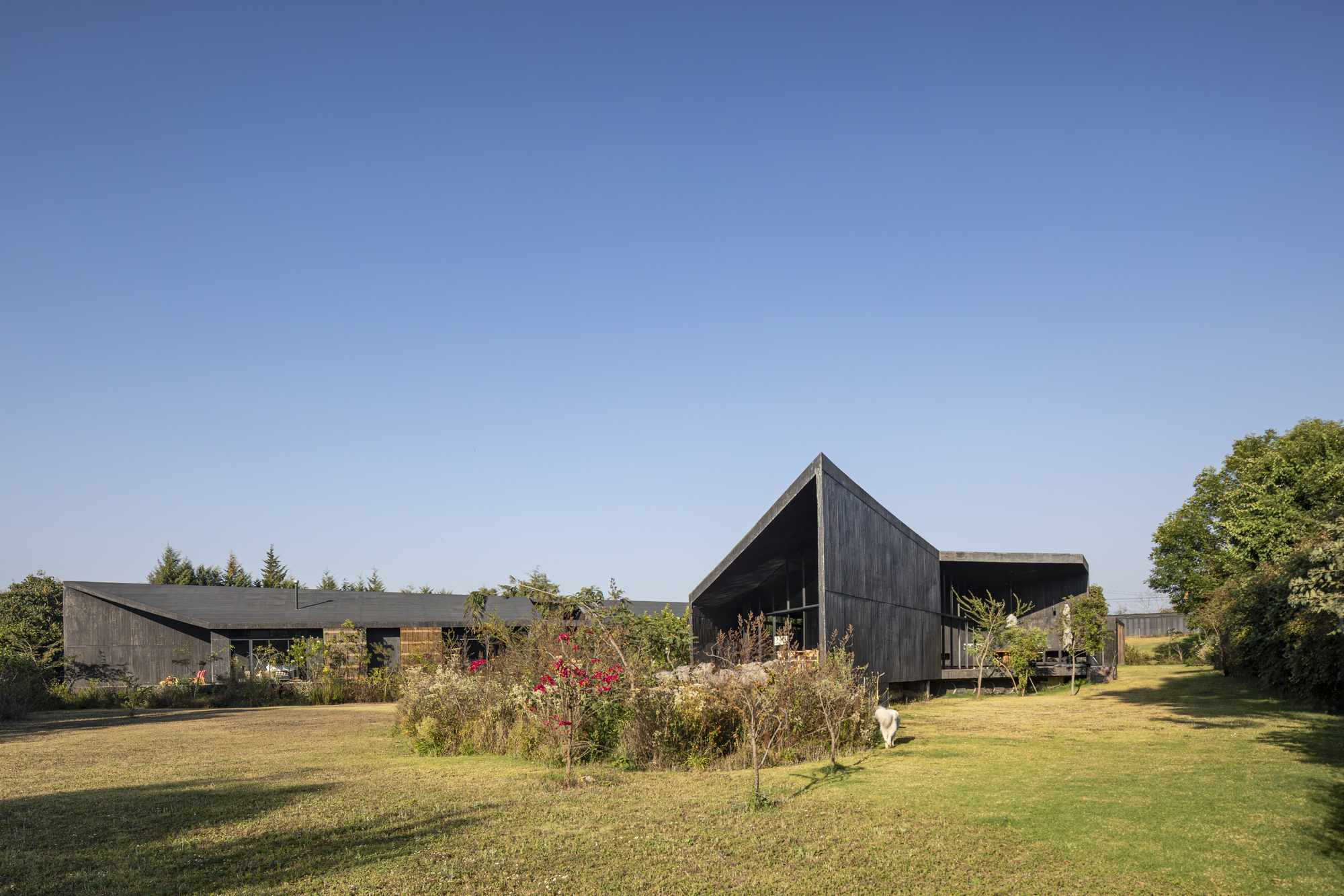 Two pitched-roof volumes clad in dark timber with planted beds in the foreground under clear sky