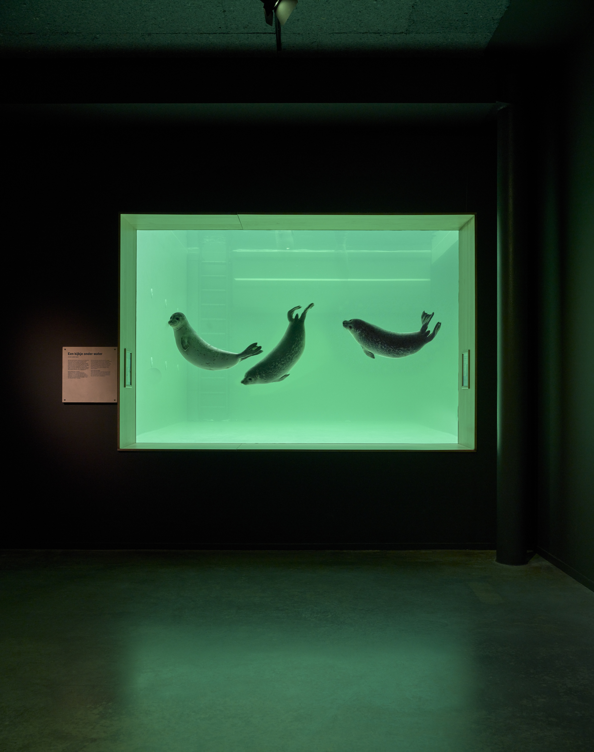 Glass-fronted seal pool glowing green in a dark interior viewing gallery with concrete floor