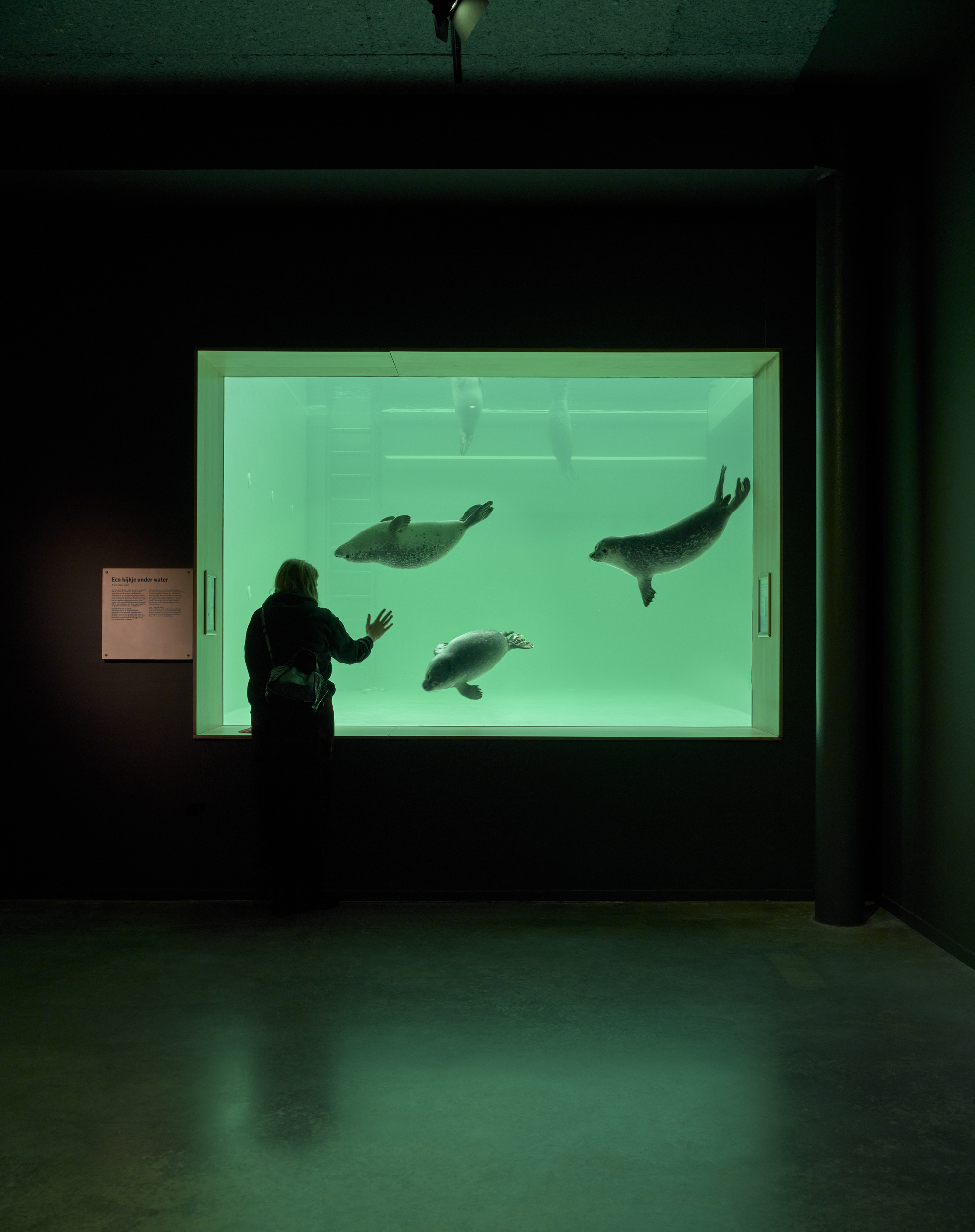 Visitor silhouetted beside the illuminated aquarium tank watching seals swim overhead