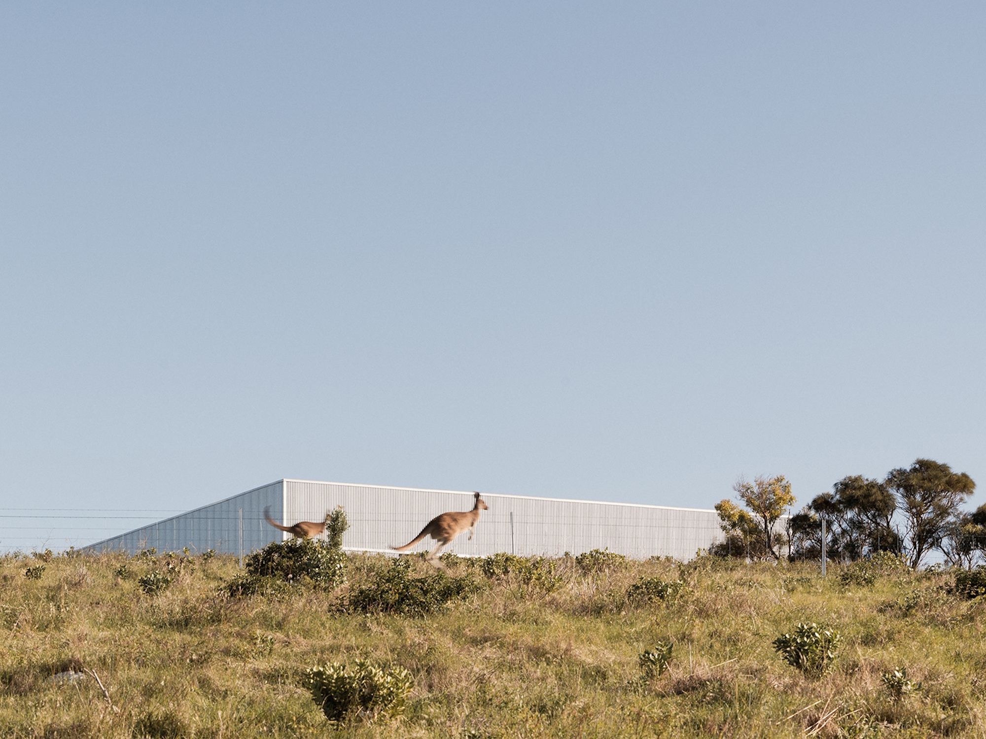 Low corrugated metal volume on hillside with kangaroo passing in tall grass