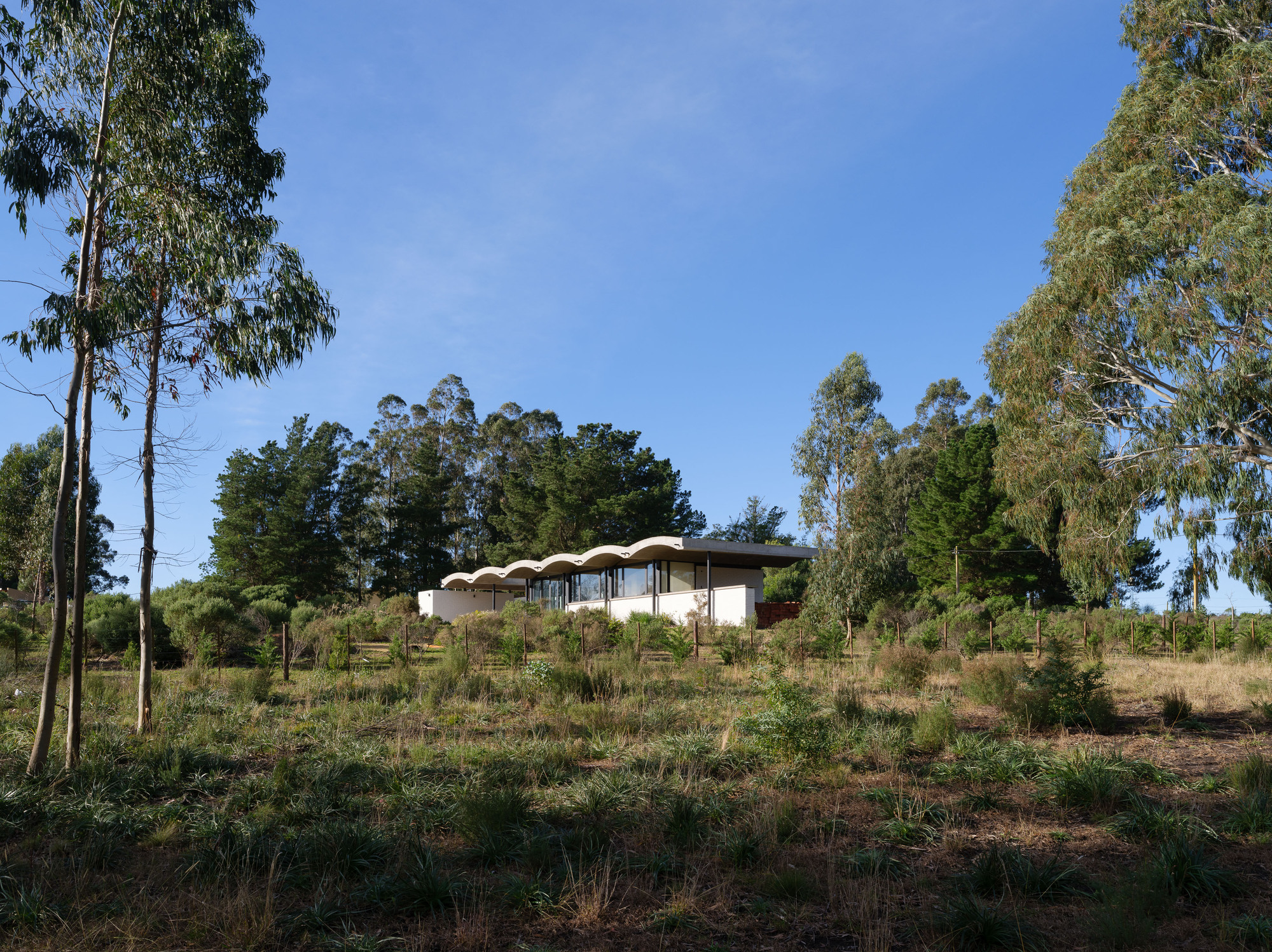 Distant view of the undulating concrete shell roof rising above a planted hillside with native grasses and eucalyptus trees