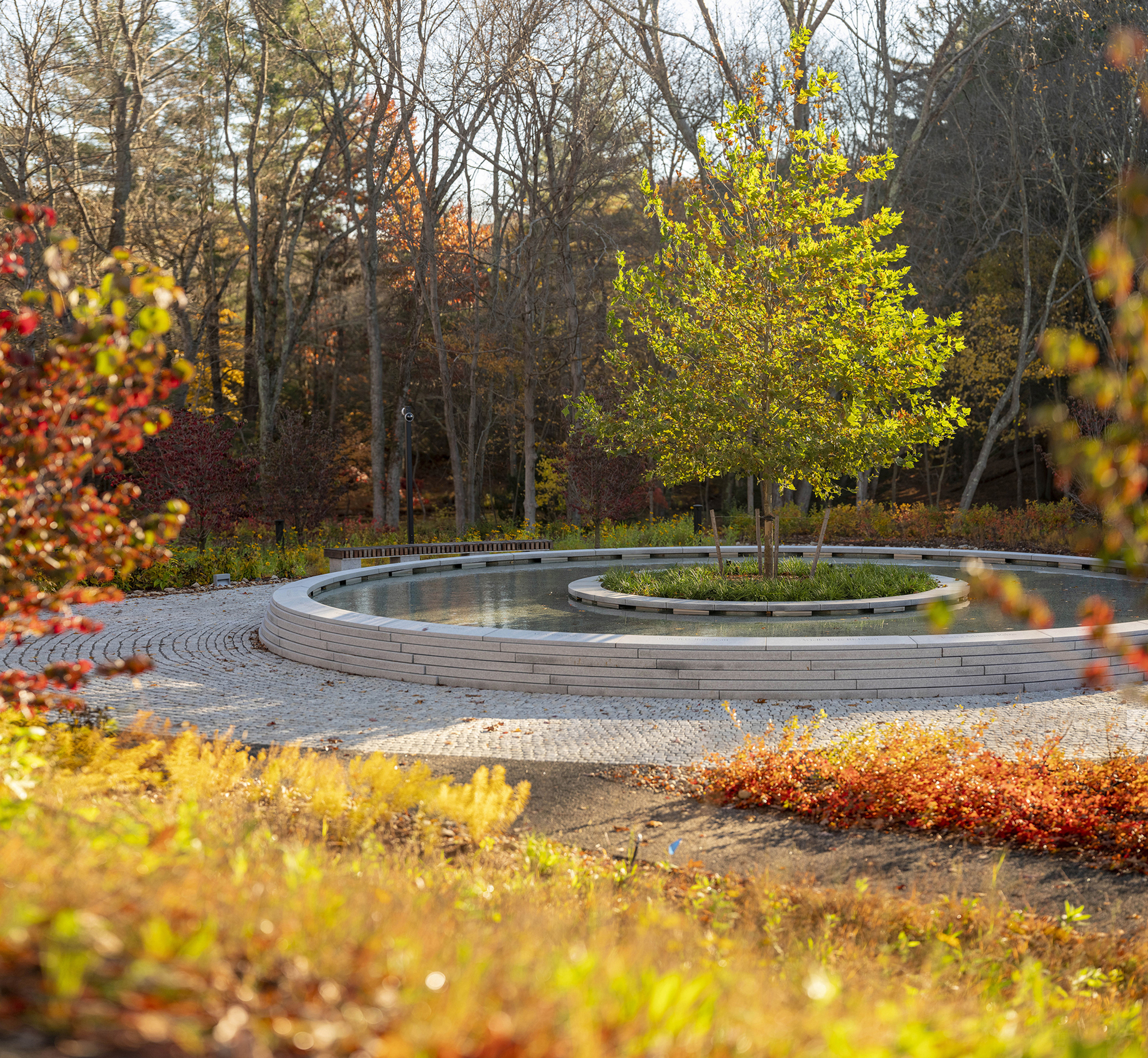 Ground-level view of the water basin and central tree with yellow autumn leaves backlit by afternoon sun