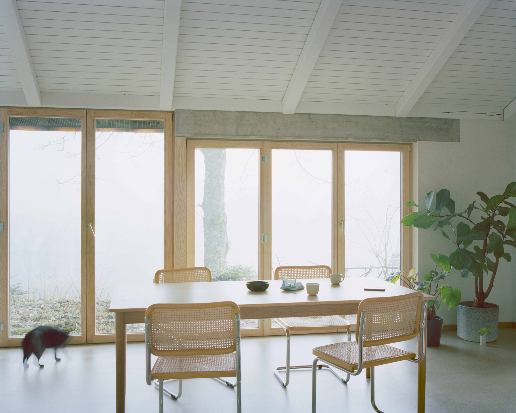 Timber-framed window wall with dining table, concrete beam, and cat crossing the floor