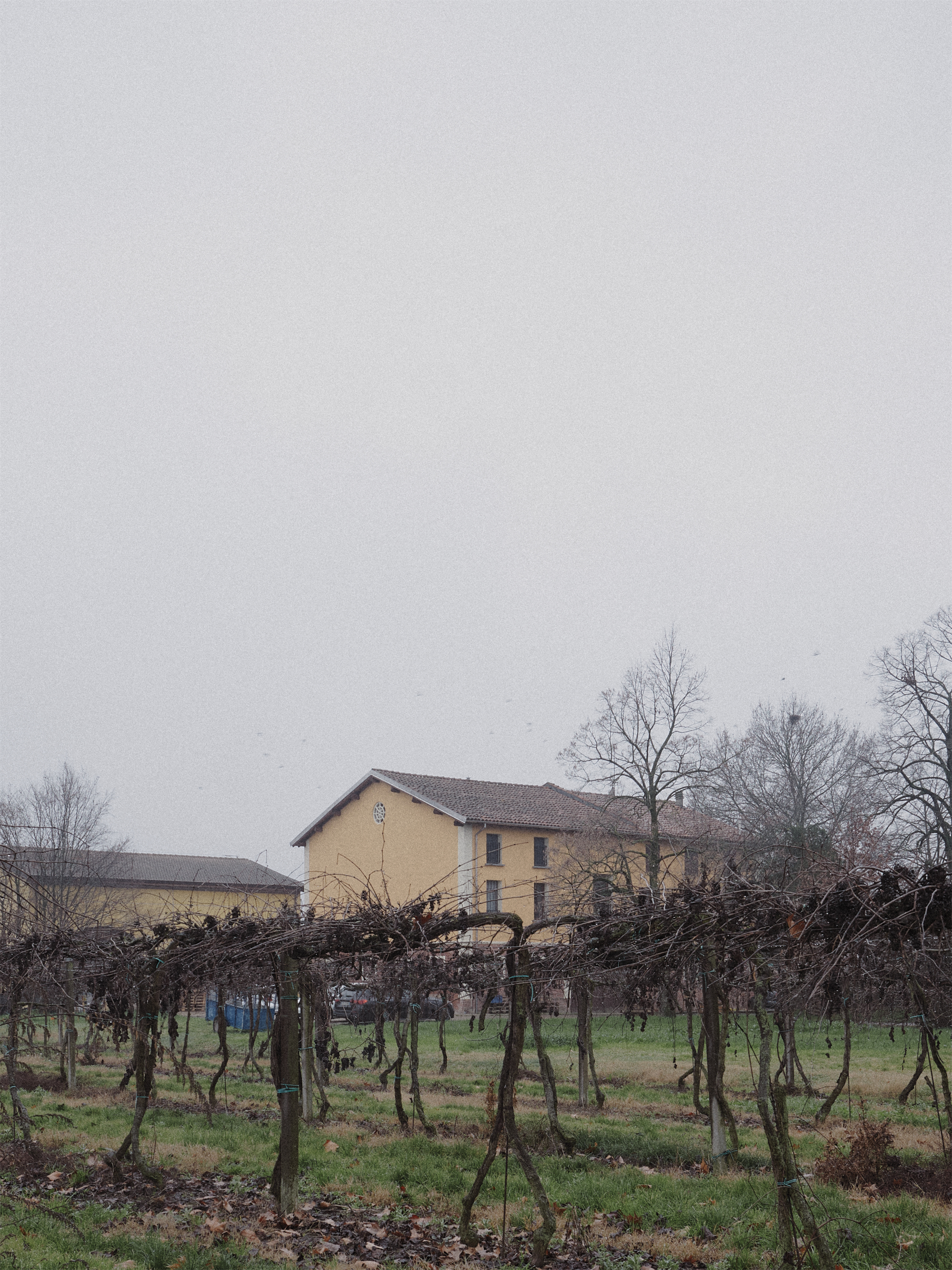 View across dormant vineyard rows toward the ochre rendered farmhouse in overcast weather