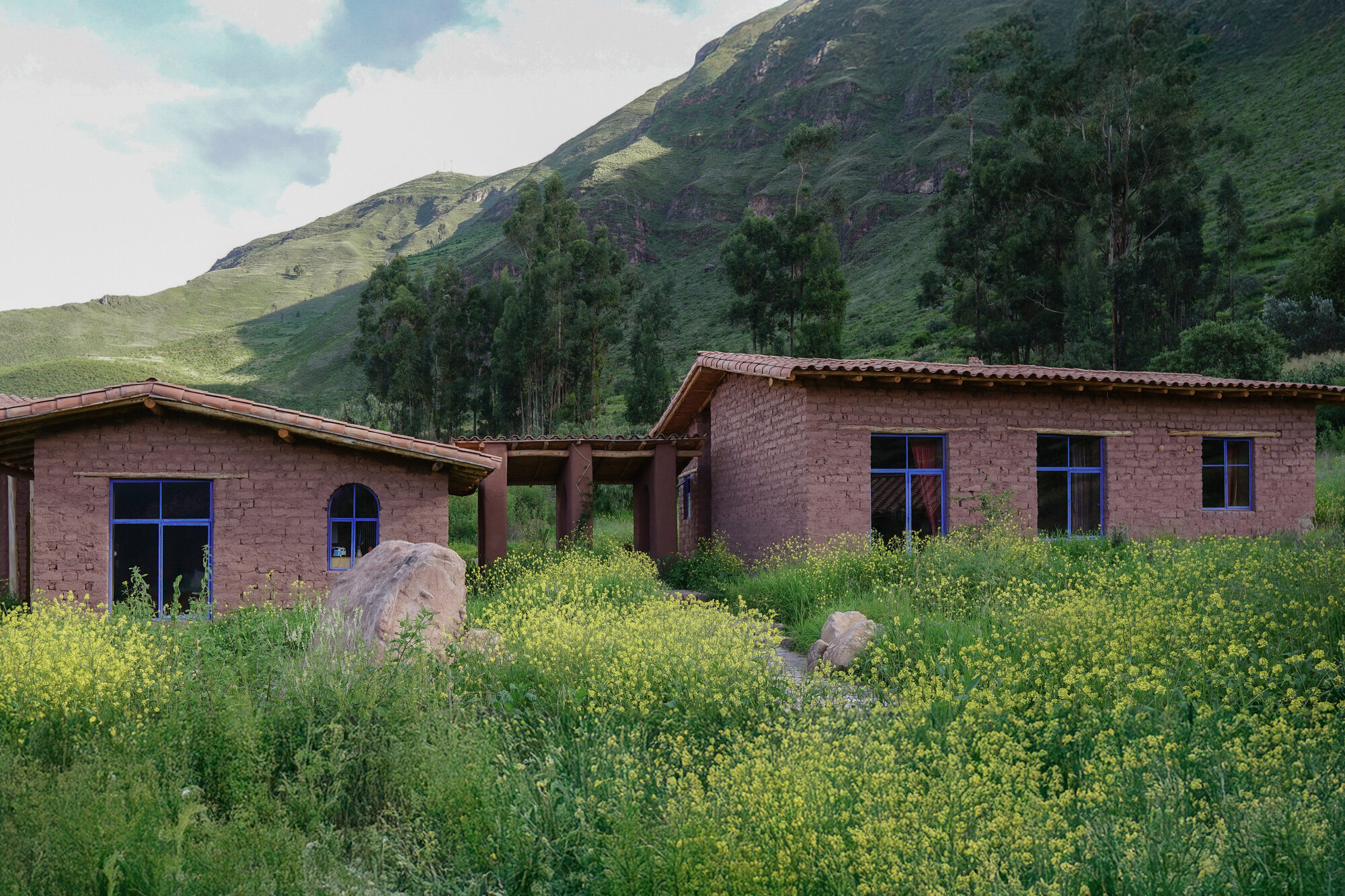 Adobe buildings with blue-framed windows rising from a field of yellow wildflowers