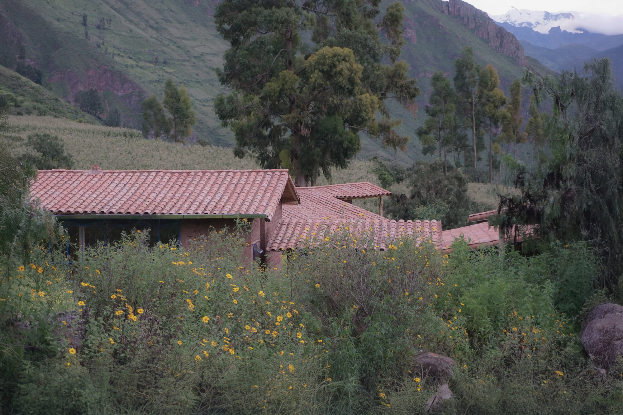Red tile roofs nestled among wildflowers and eucalyptus trees at dusk with mountains beyond