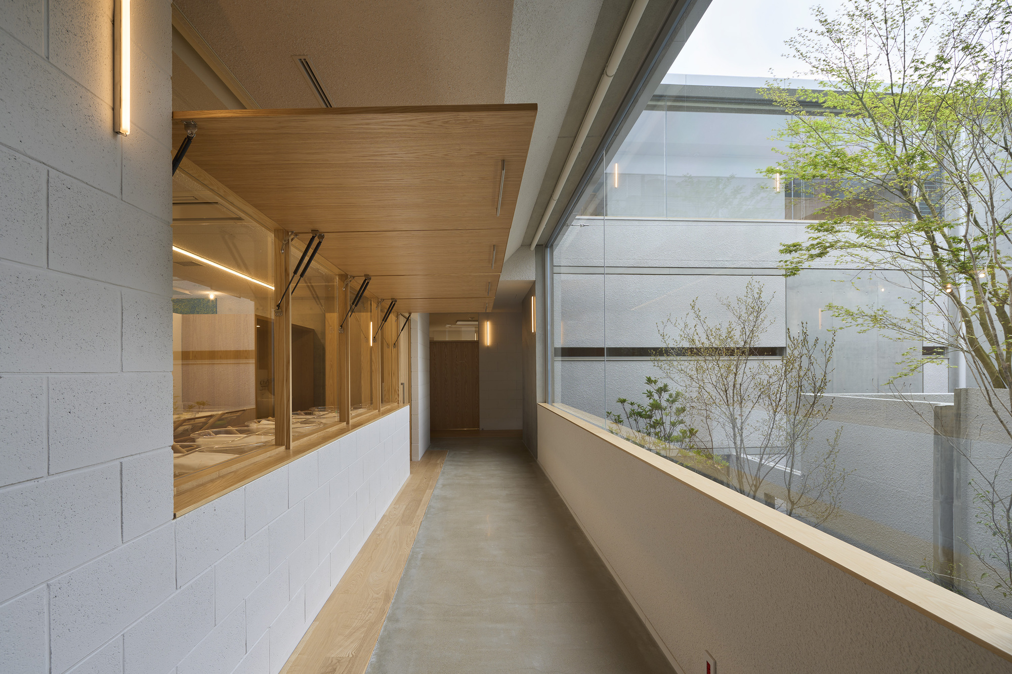 Narrow interior corridor with timber-lined ceiling and clerestory window overlooking a courtyard tree