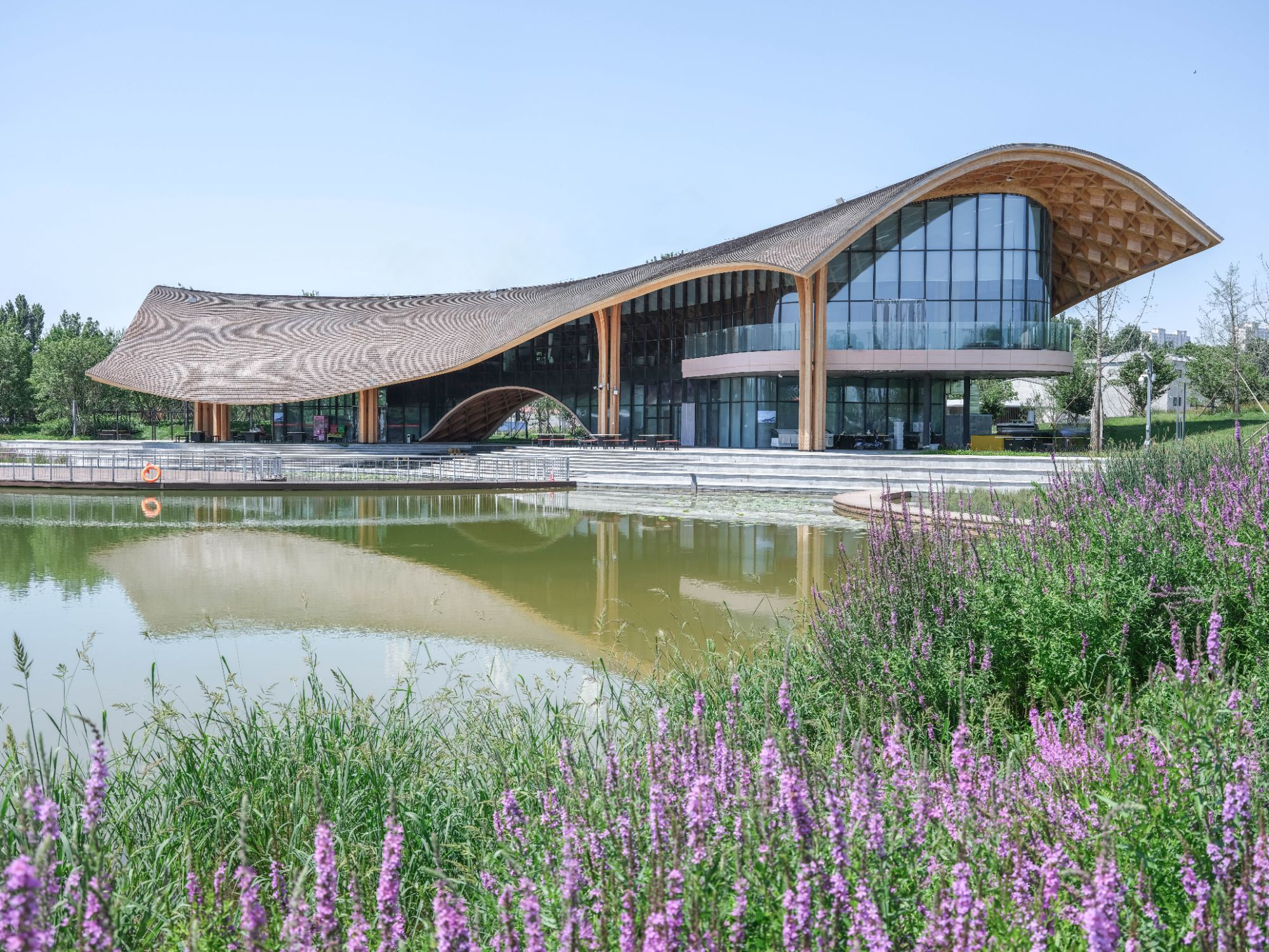 View across the pond showing the undulating timber roof with patterned underside and glazed facade framed by purple flowering plants
