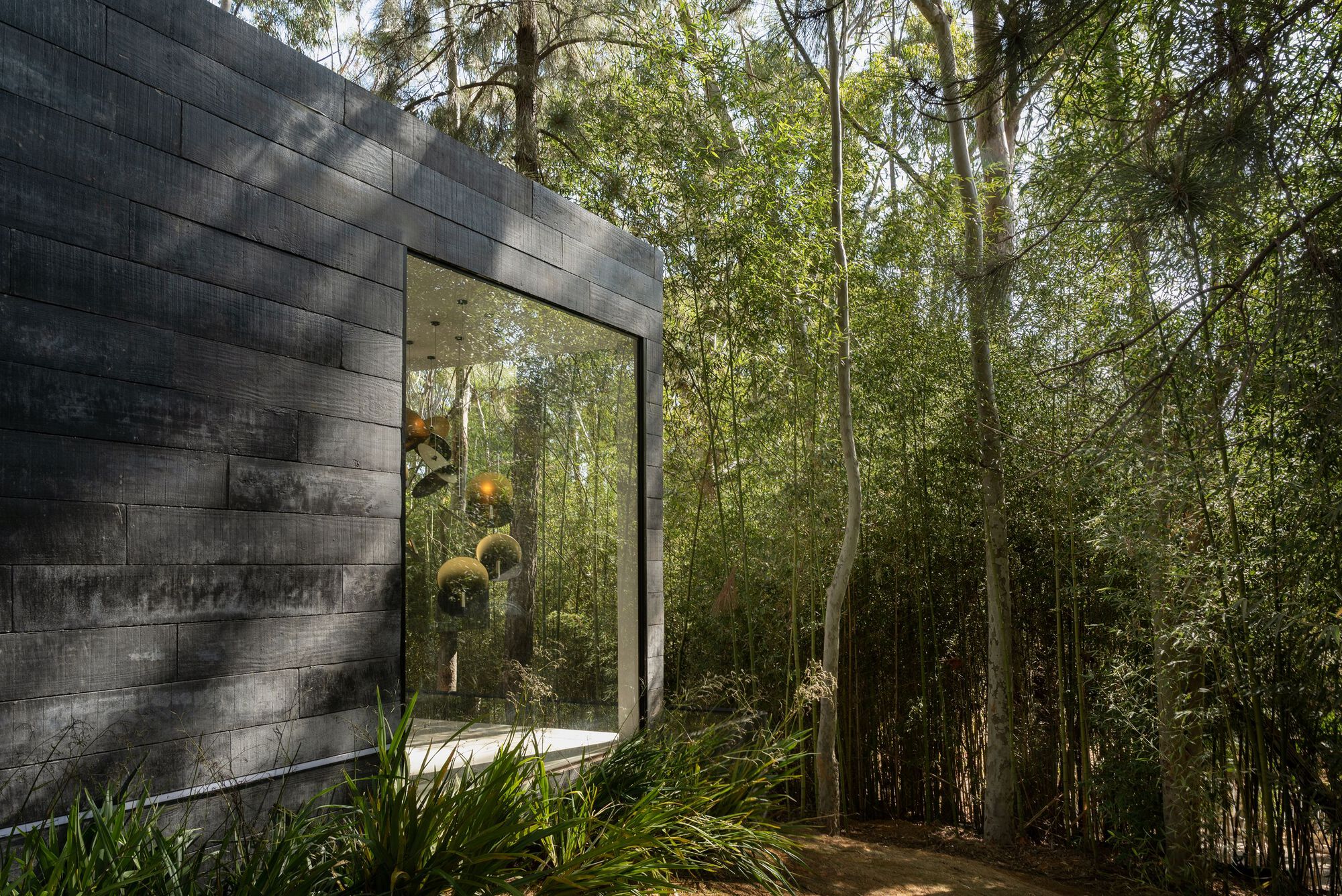 Charcoal-stained timber cladding and corner window opening onto dense forest undergrowth