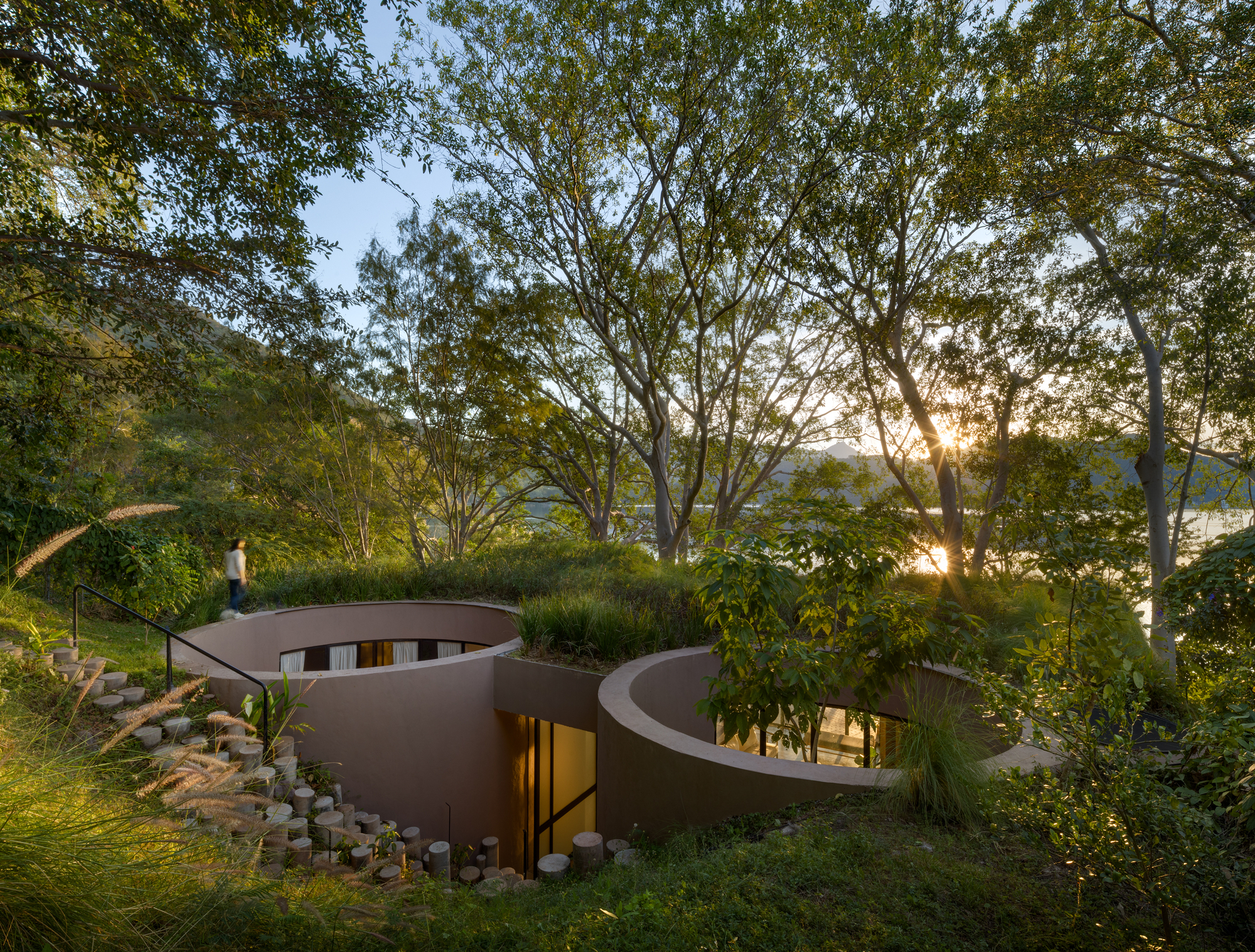 Aerial view of curving planted roof volumes nestled into the hillside under tall eucalyptus trees at dusk