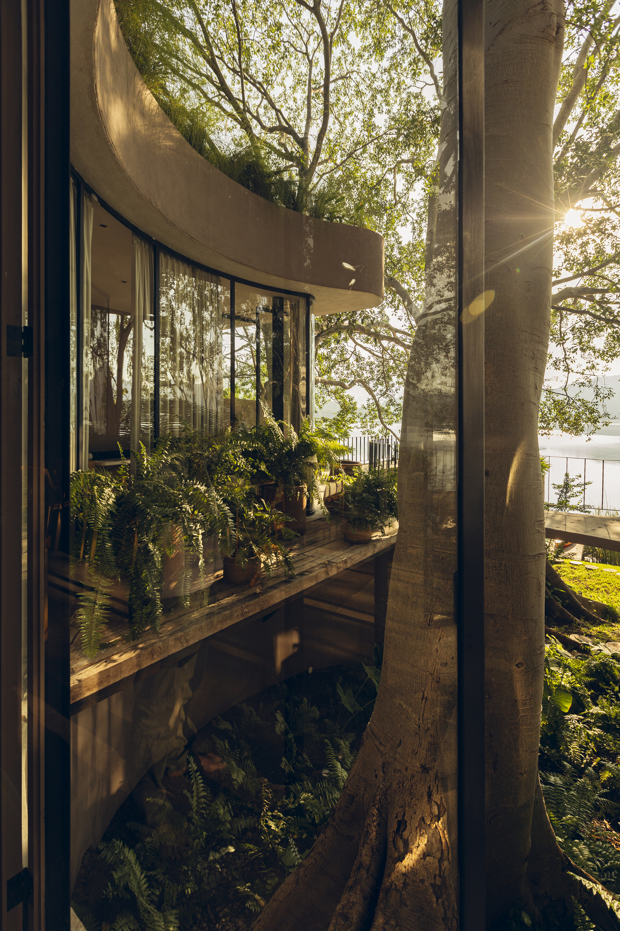 Timber planter shelf with ferns framed by steel columns and glazing overlooking the lake at sunrise