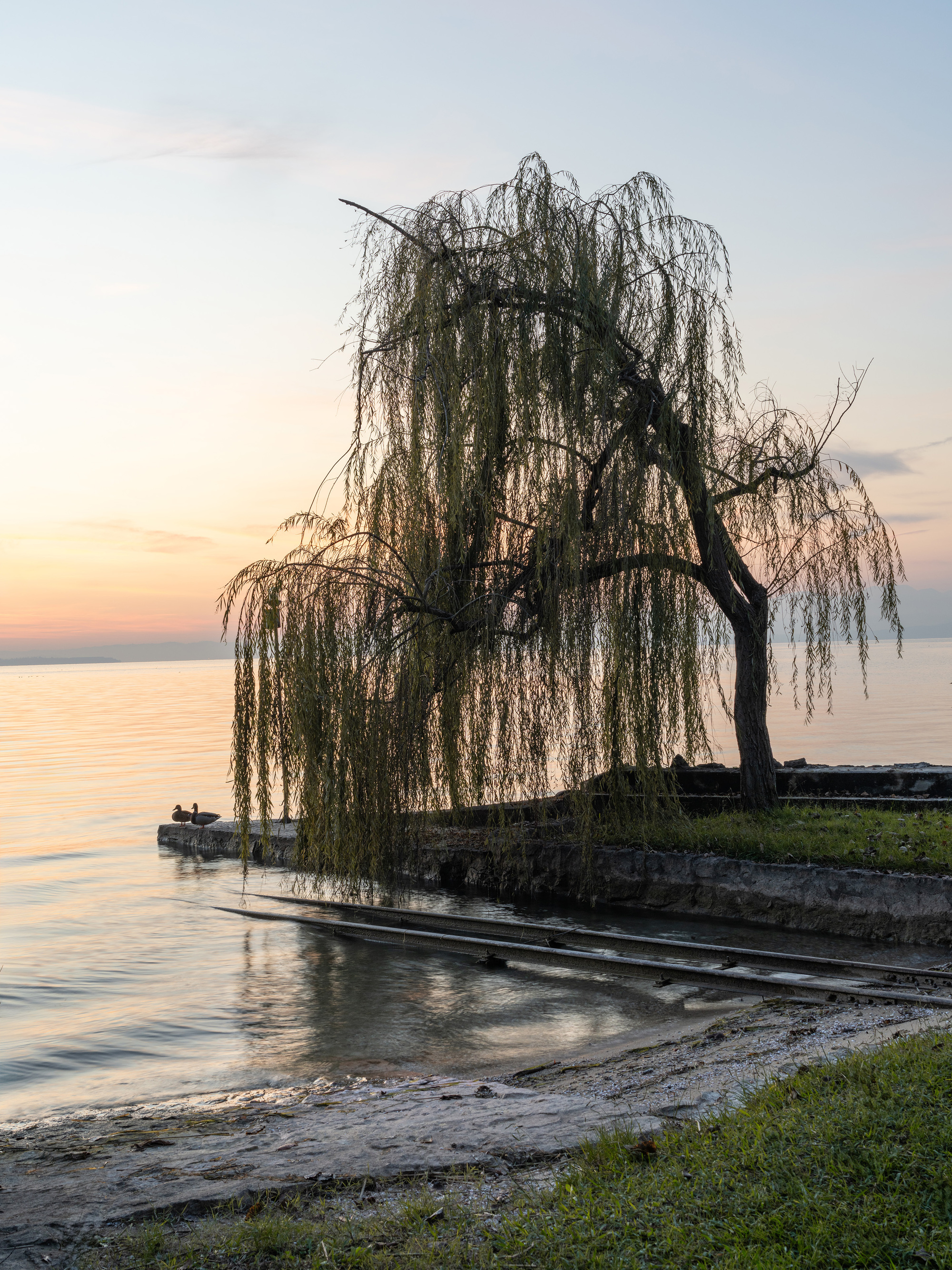 Weeping willow on a stone jetty beside a timber dock at the water's edge at dawn
