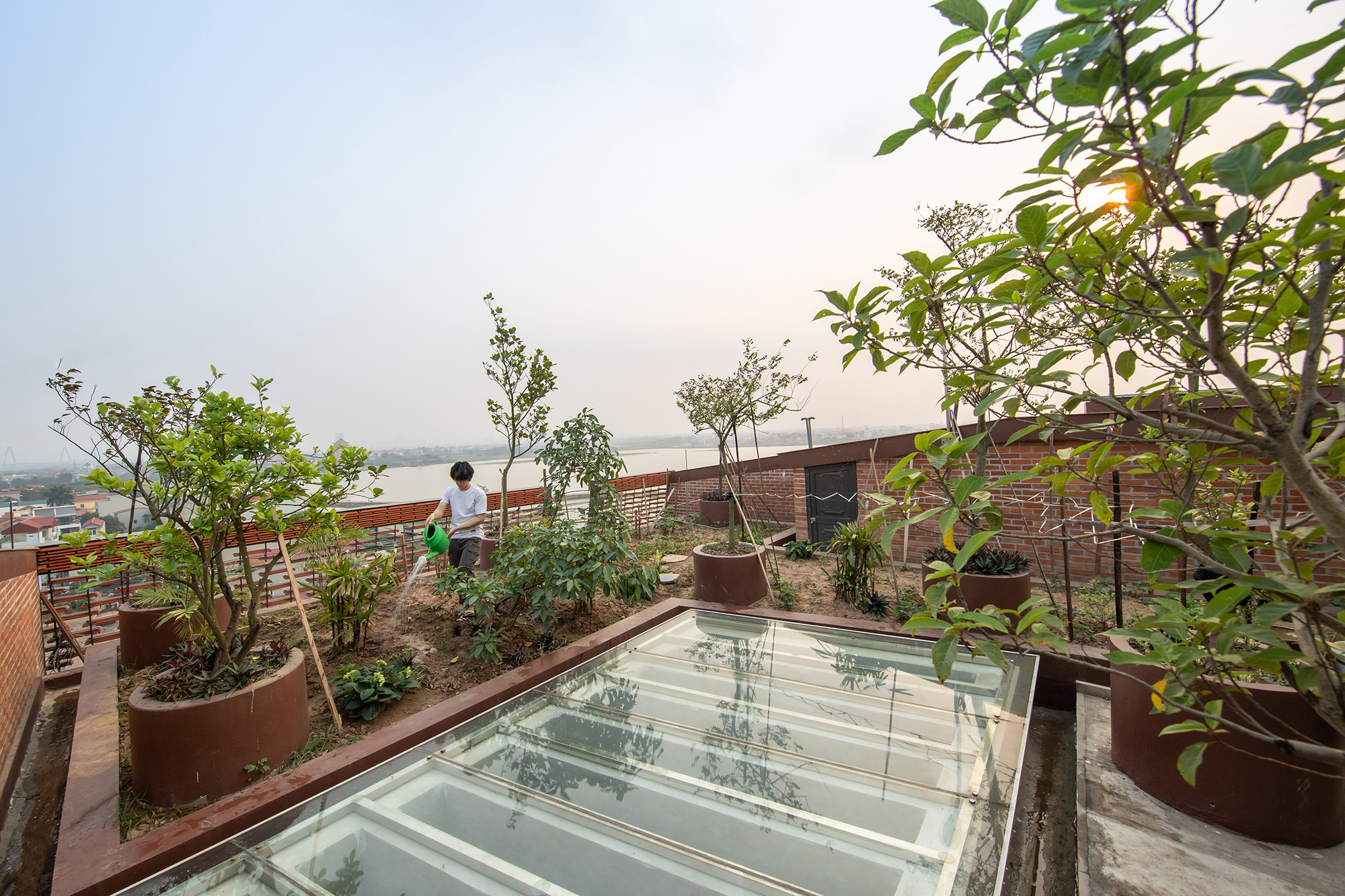 Rooftop garden with potted trees and planted beds surrounding a glass skylight at dusk