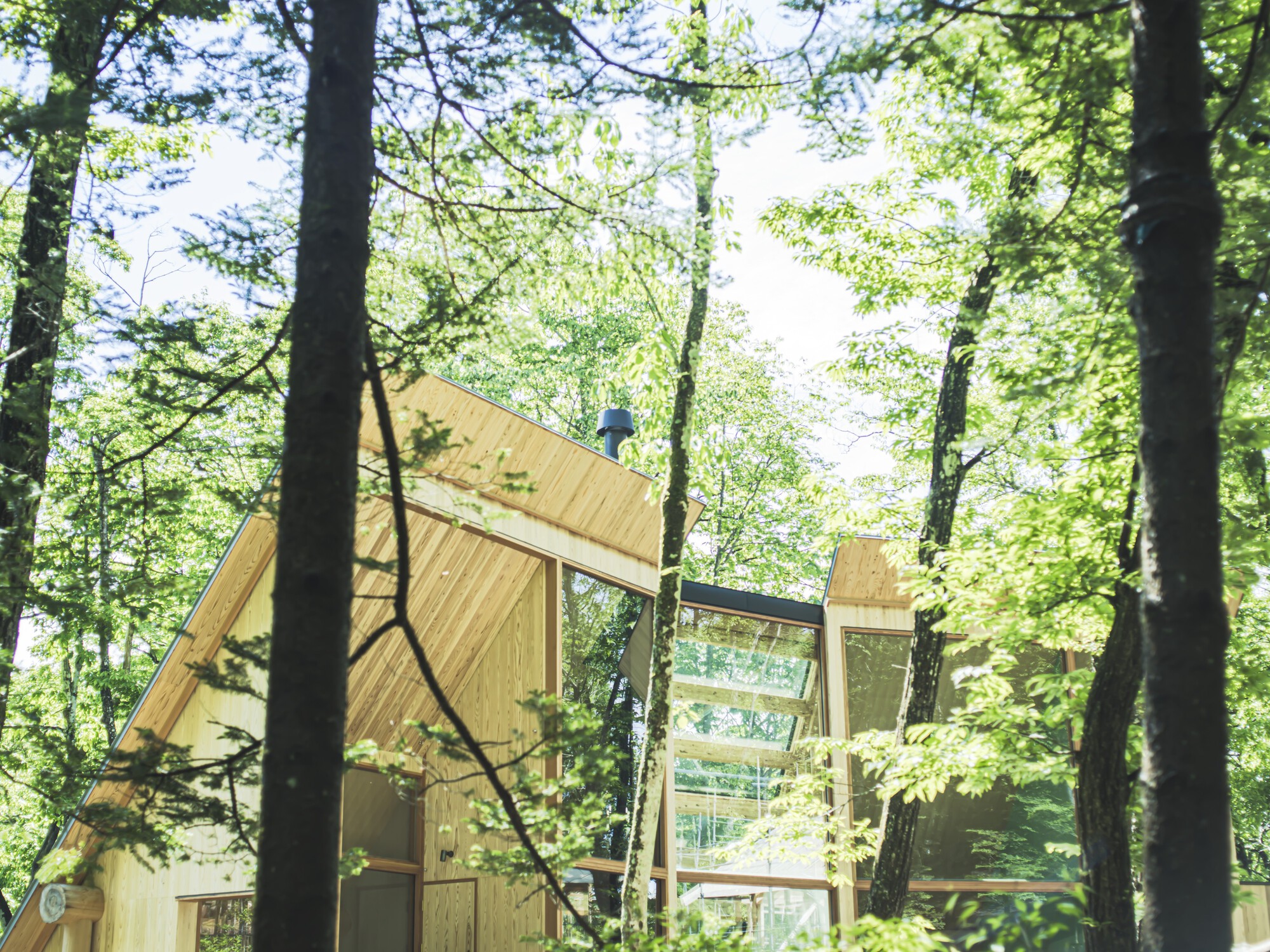 Angled plywood roof volumes rising above glazed openings visible through dense forest canopy