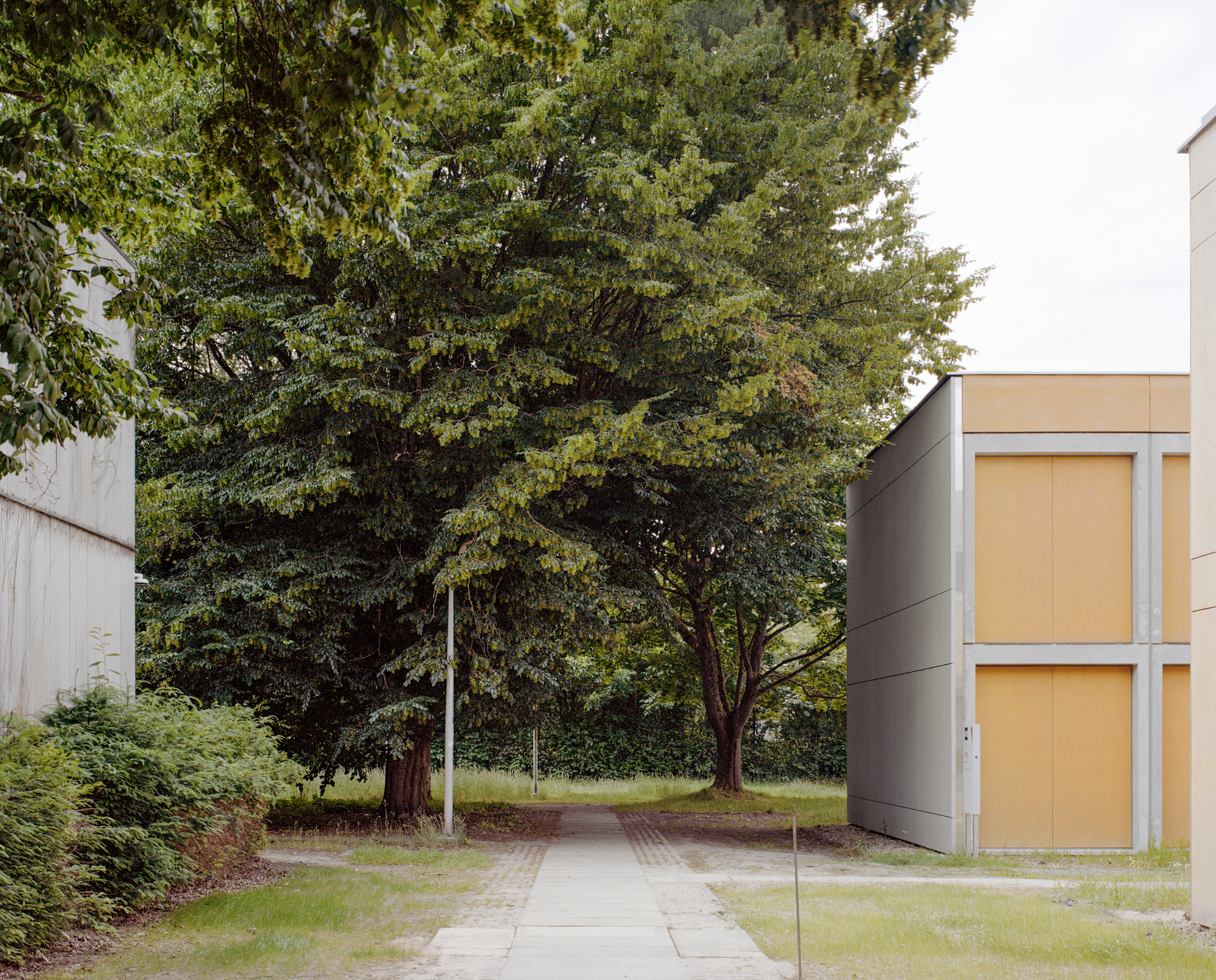 Courtyard pathway flanked by concrete buildings and tall deciduous trees under overcast skies