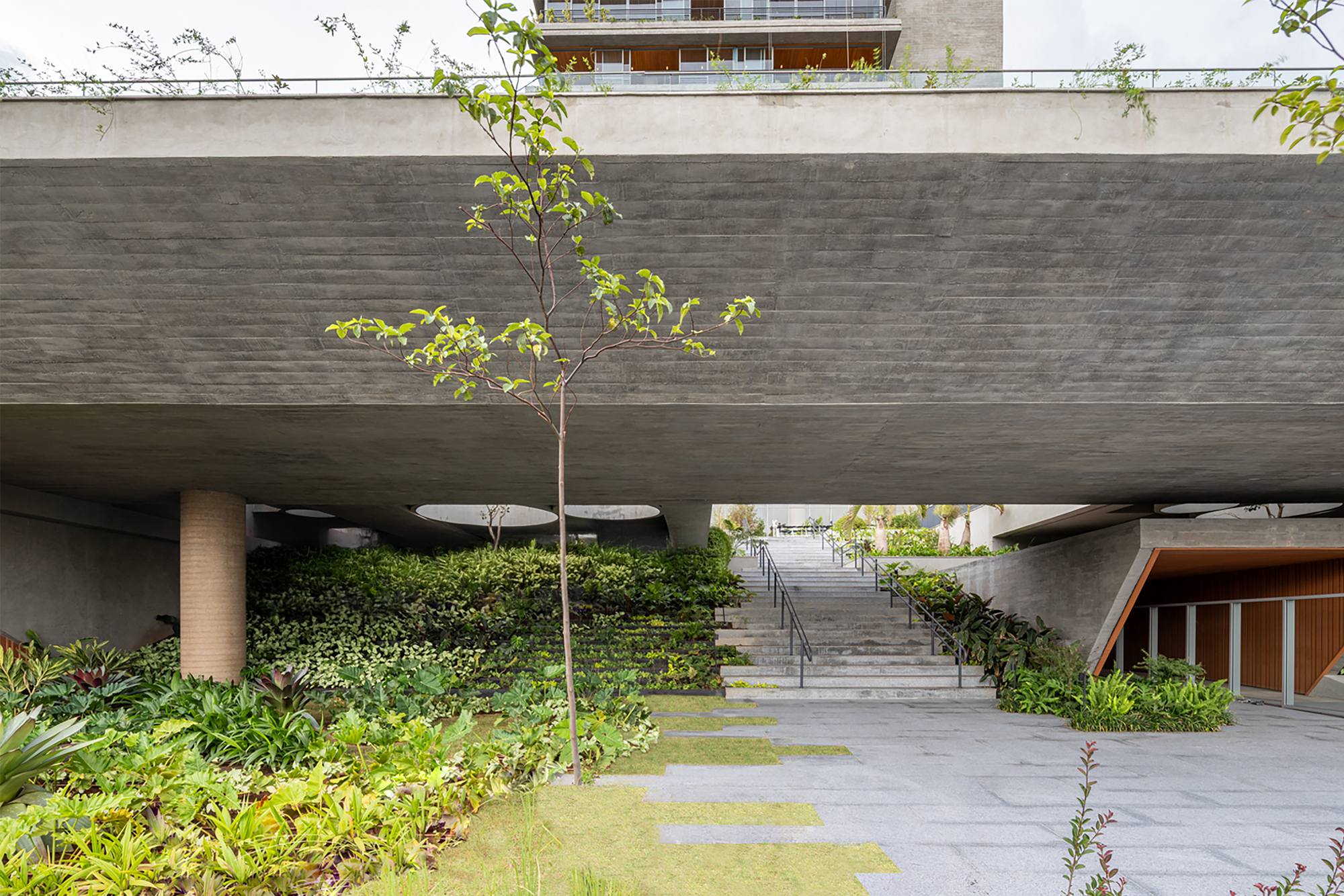 Covered entrance courtyard with board-formed concrete soffit and young tree surrounded by planted beds
