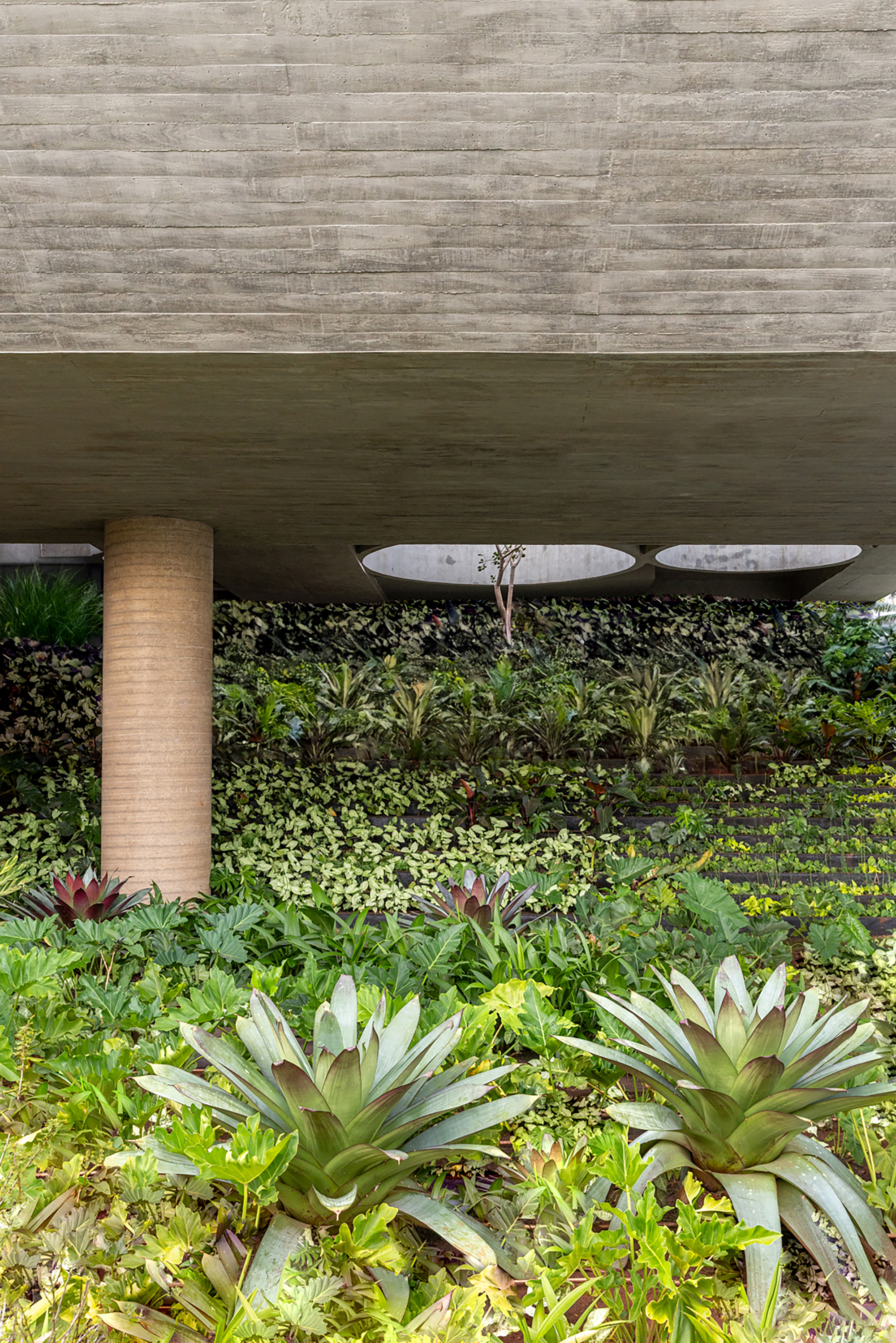 Board-formed concrete soffit above a planted bed with cylindrical column and agaves in shade