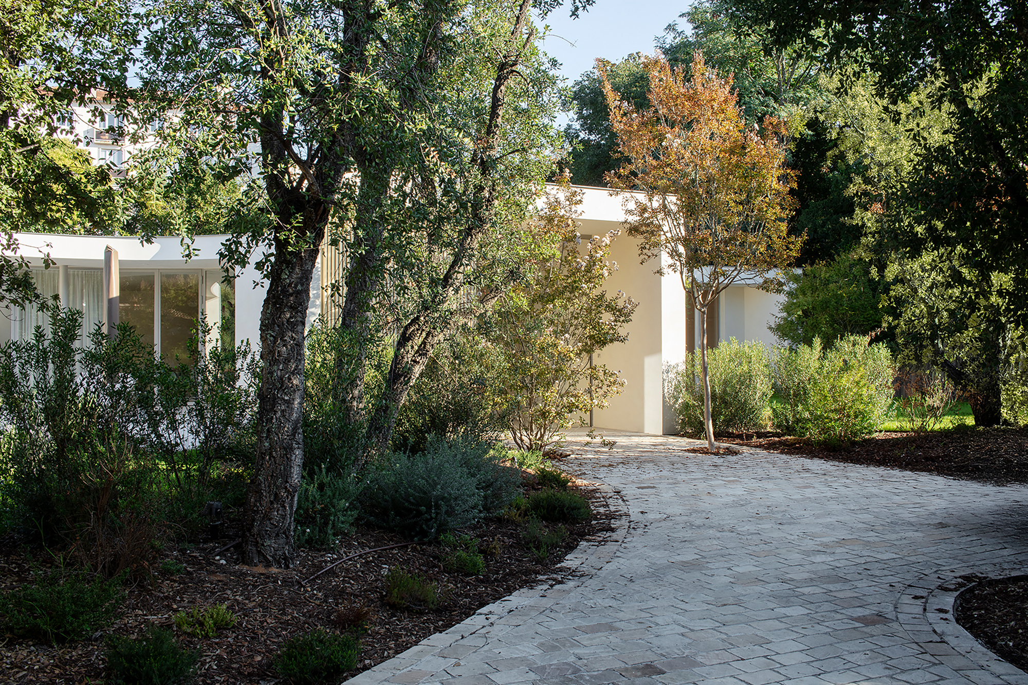 Brick paver driveway curving through native trees toward the white stucco entrance volume