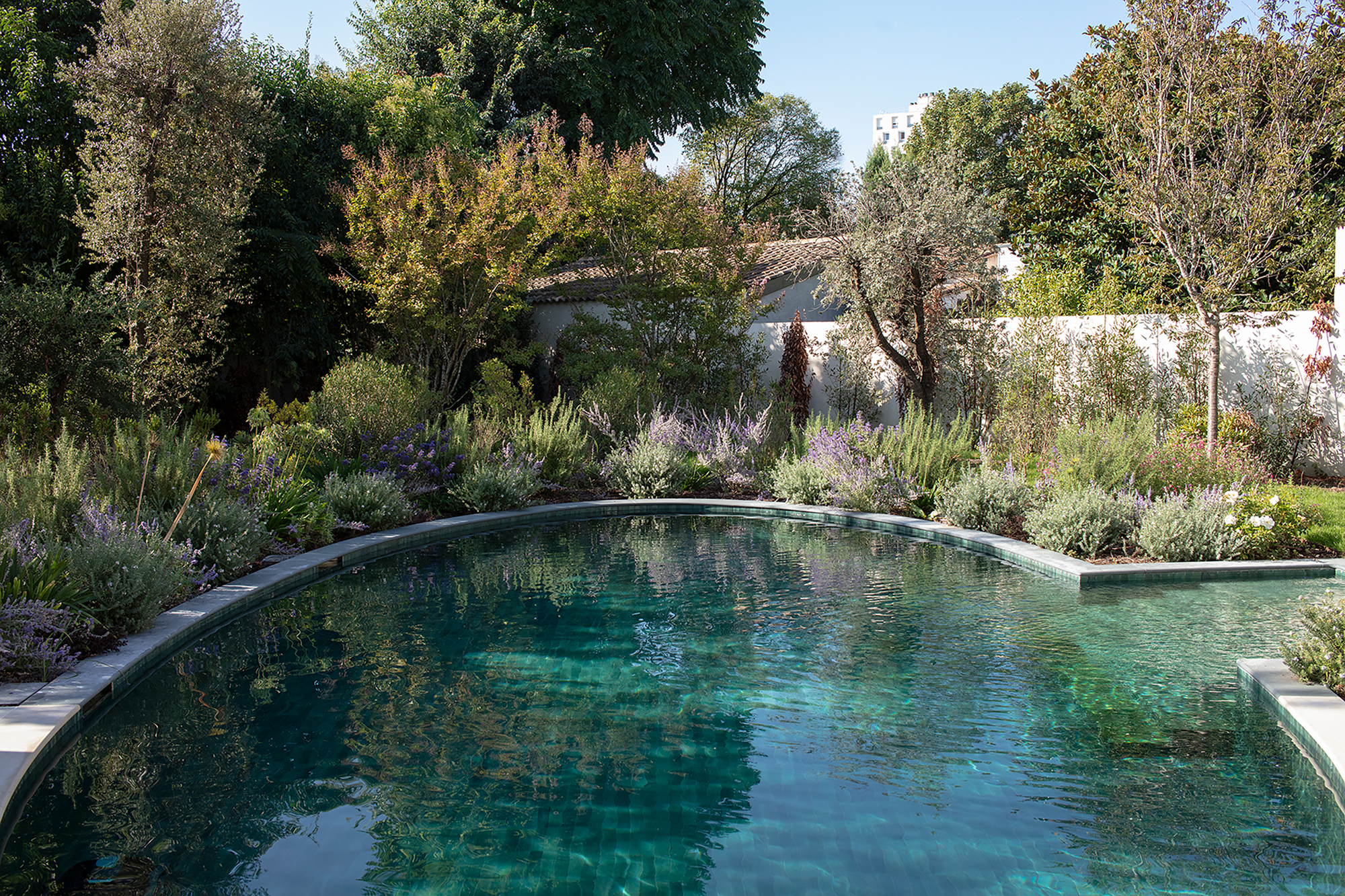 Curved pool surrounded by lavender and drought-tolerant plantings with trees beyond